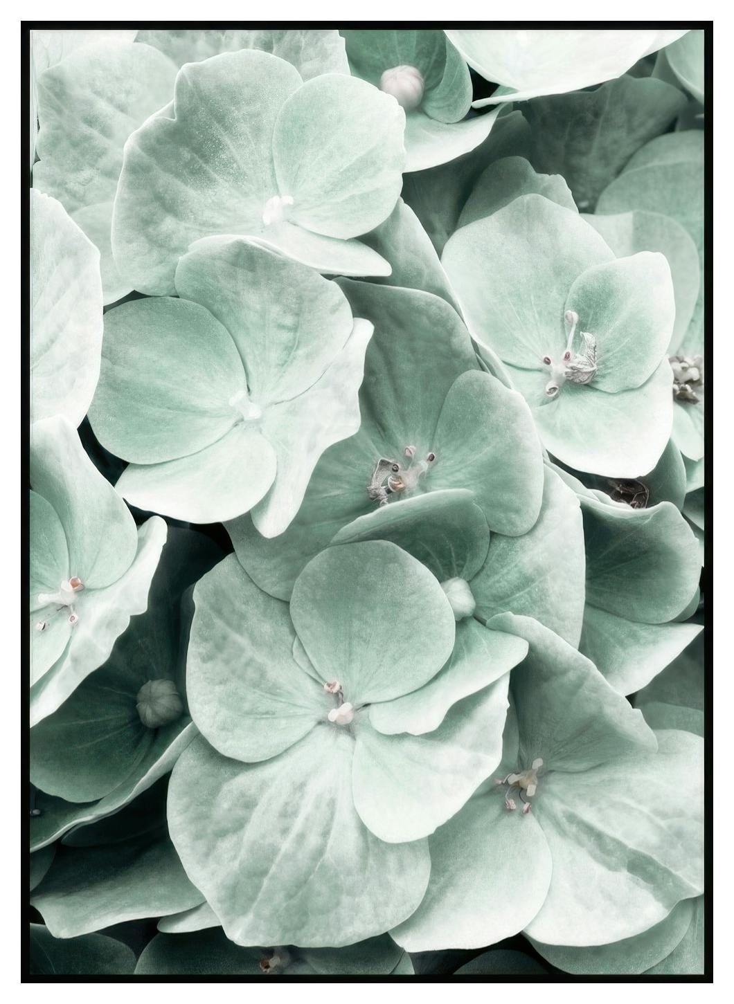 Plakat Hortensja (50x70 cm) - Poster Store