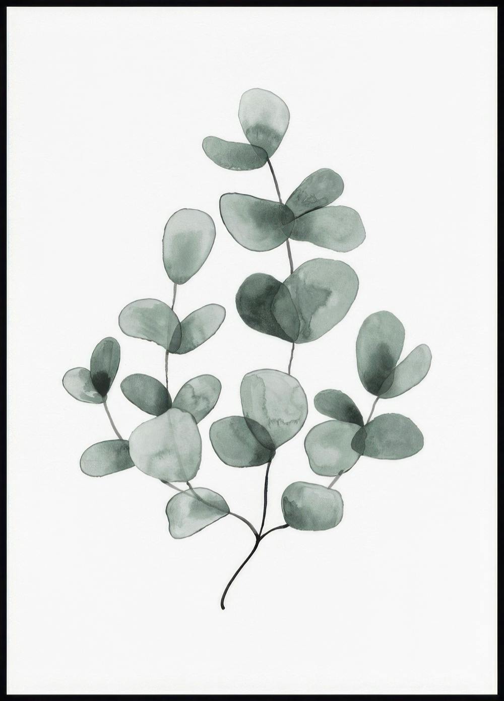 Eucalyptus No1 Poster 0