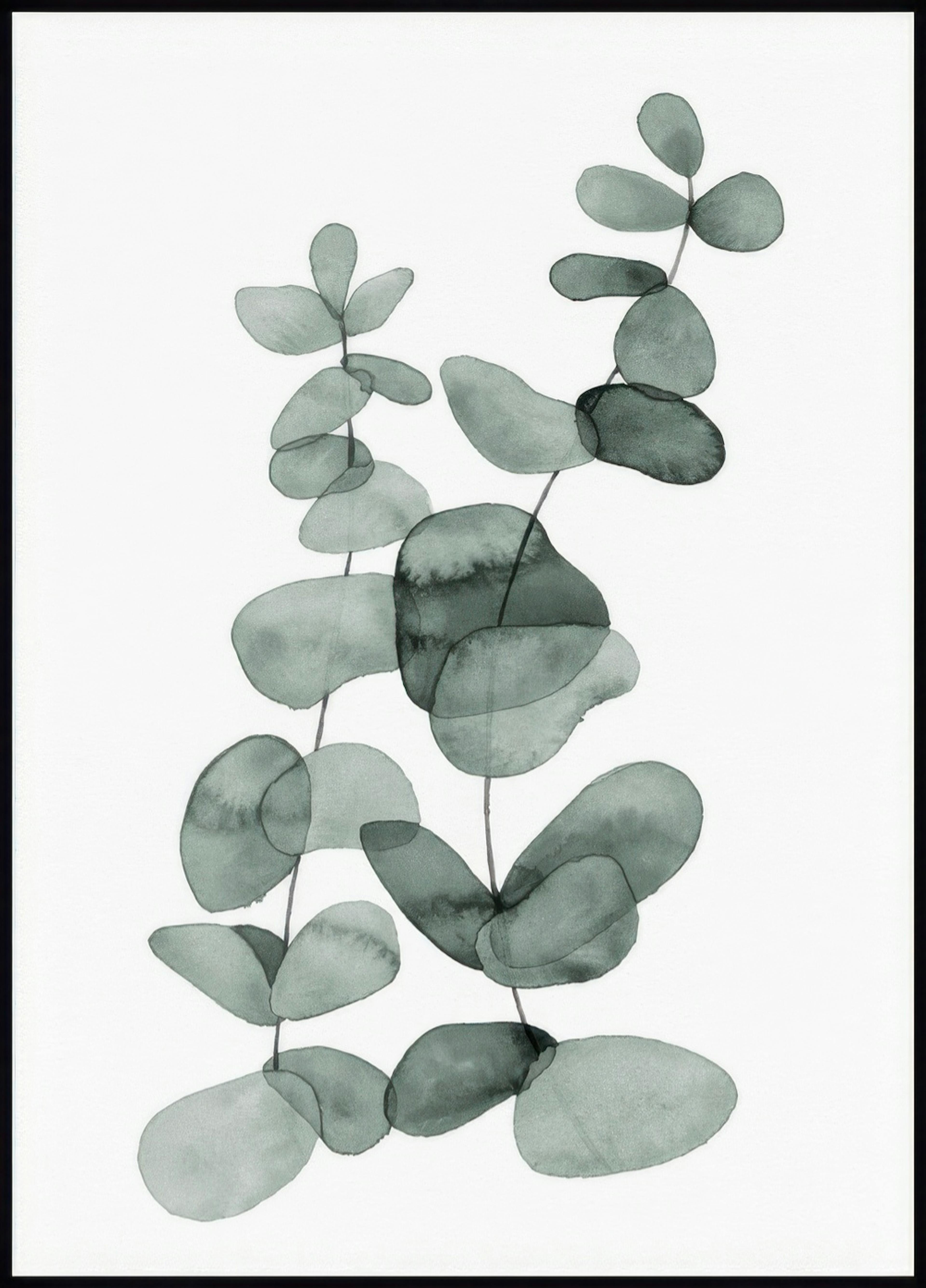 Eucalyptus No2 Poster 0