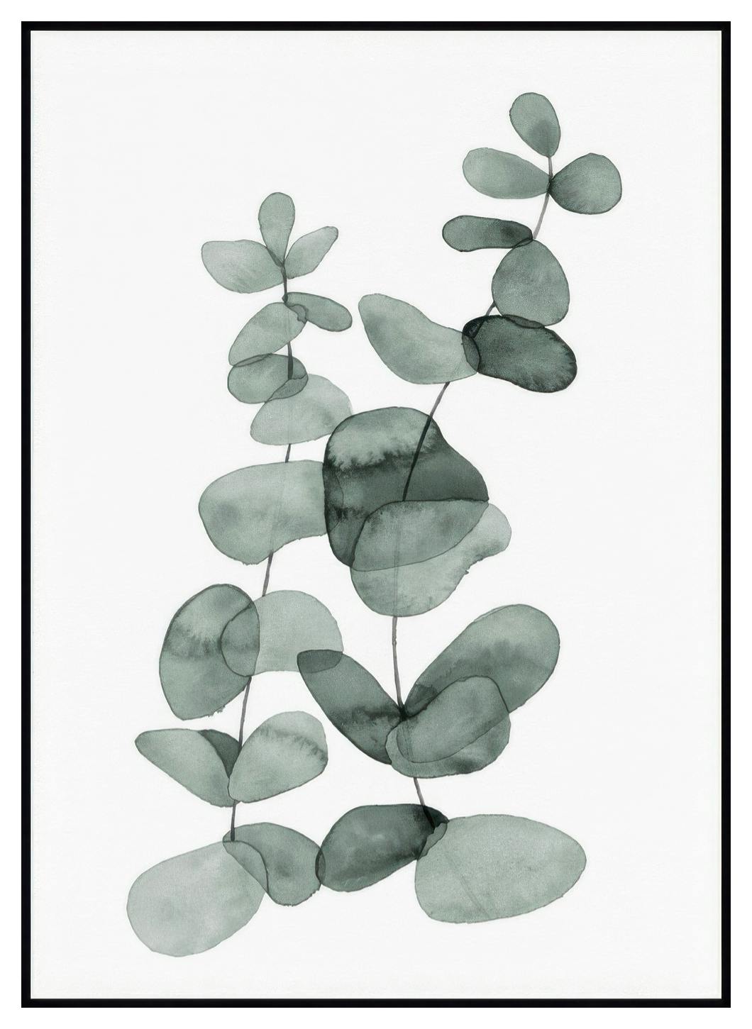 Prints Eucalyptus No2 Poster (50x70 cm) - Poster Store