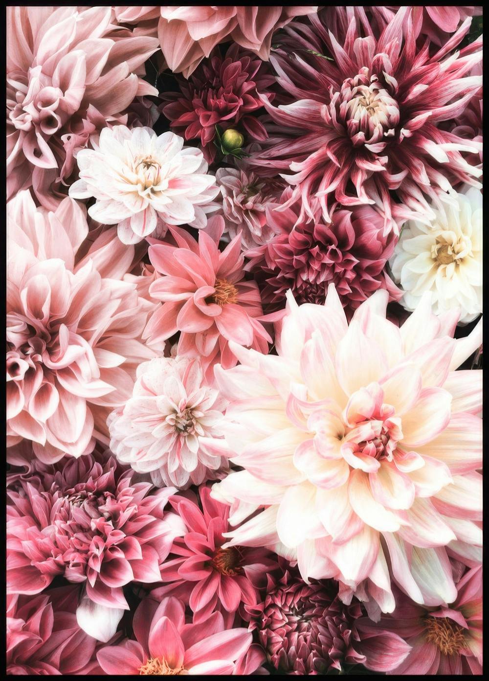 Blumen in Rosa Poster 0