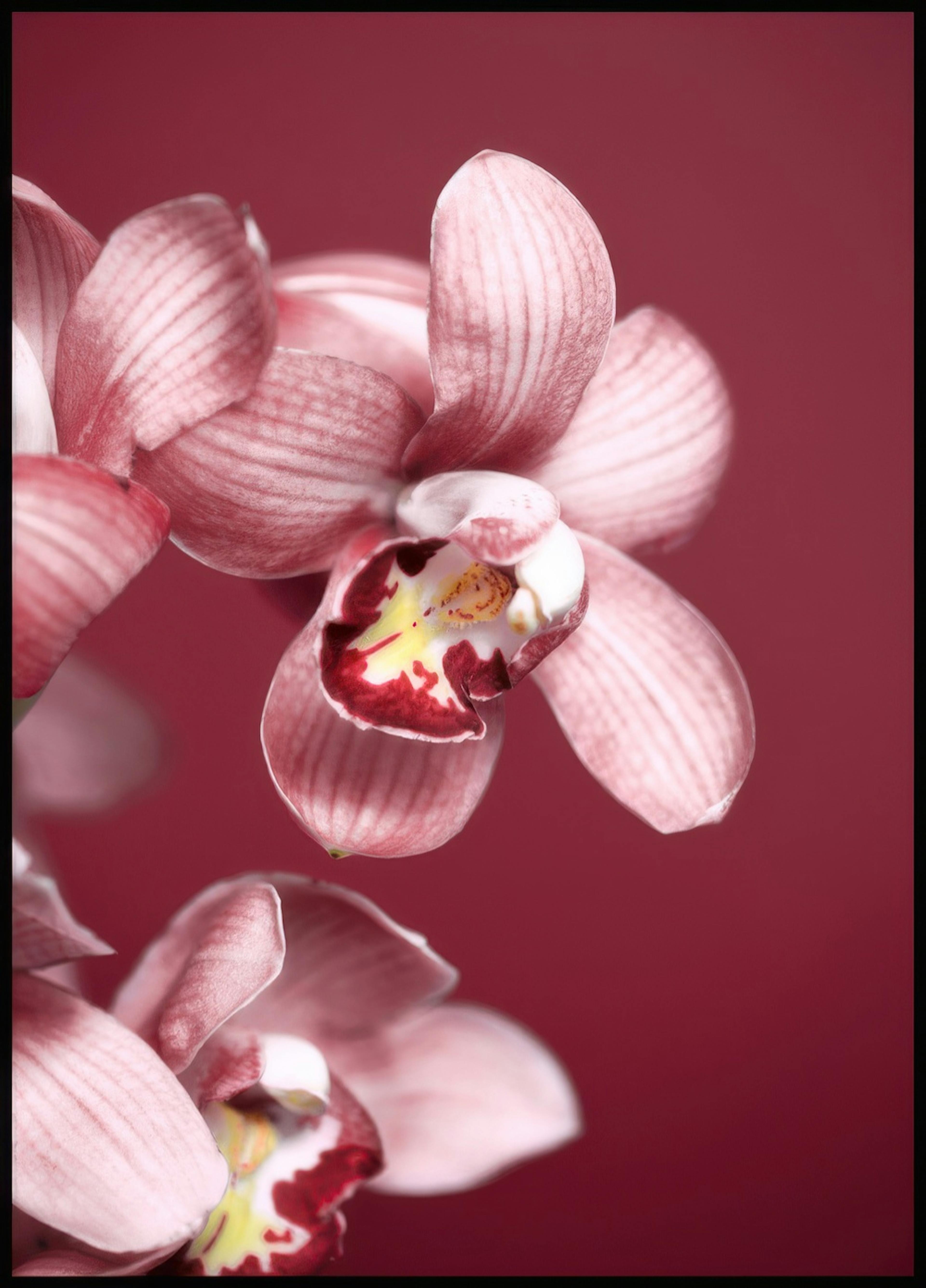 Pink Orchid Poster 0