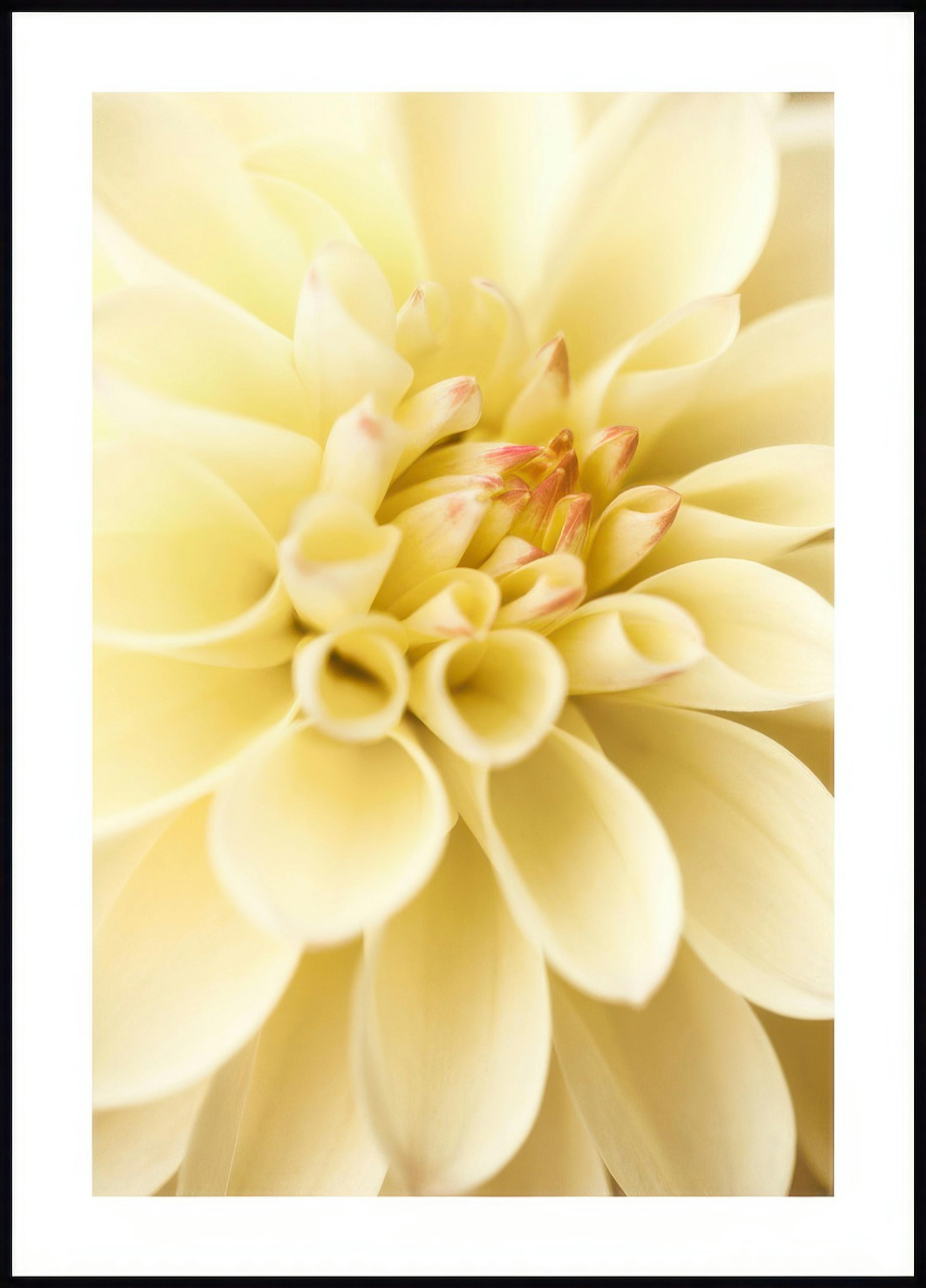 Yellow Dahlia Poster 0