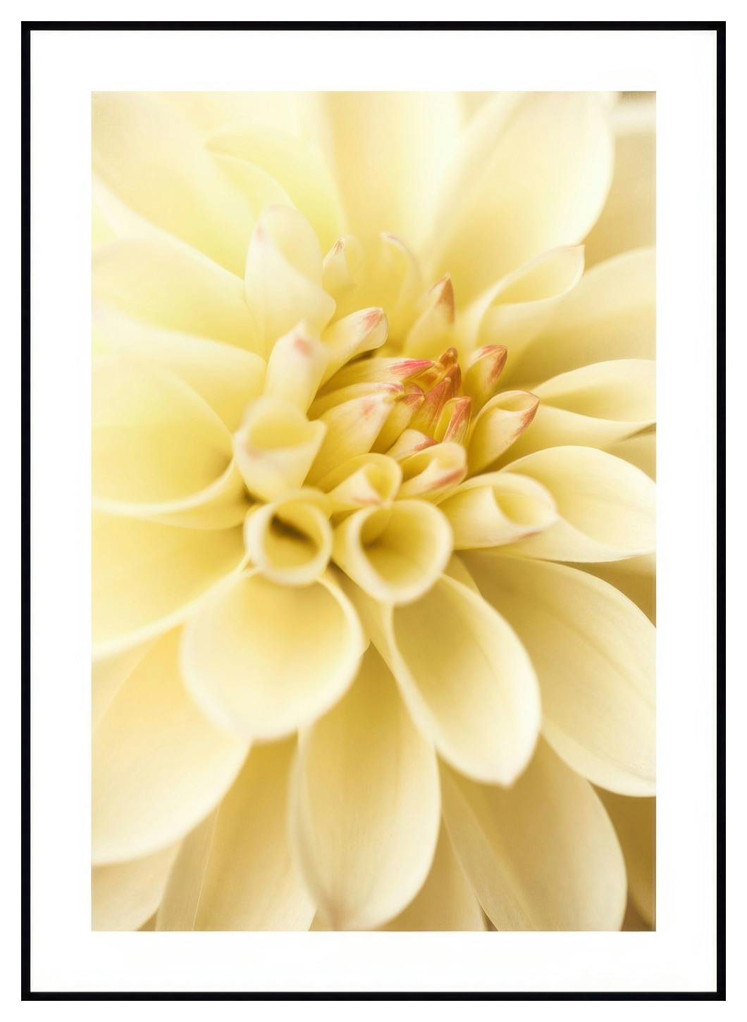 Dalia gialla Poster (21x30 cm) - Poster Store