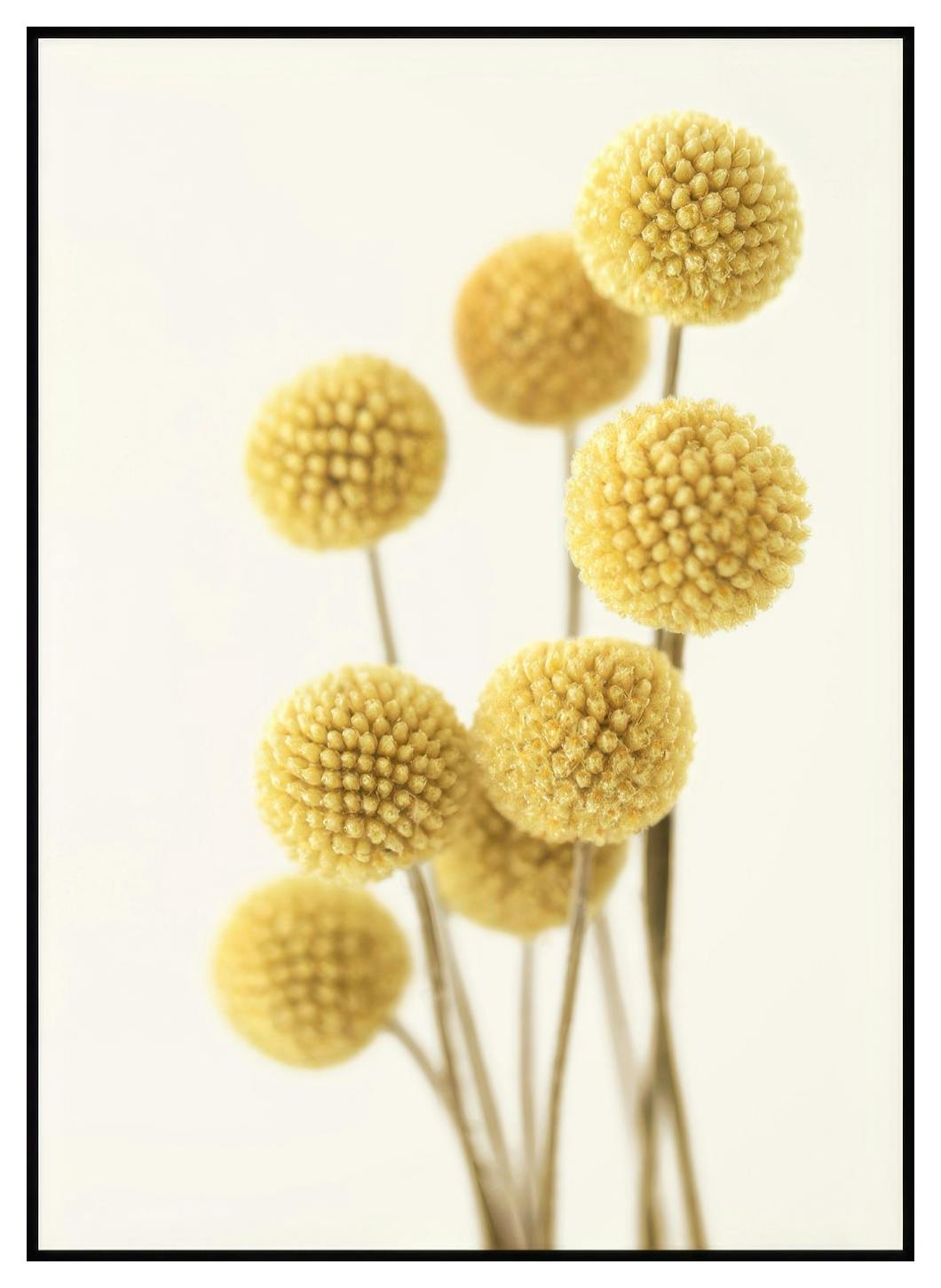 Craspedia Poster (21x30 cm) - Poster Store