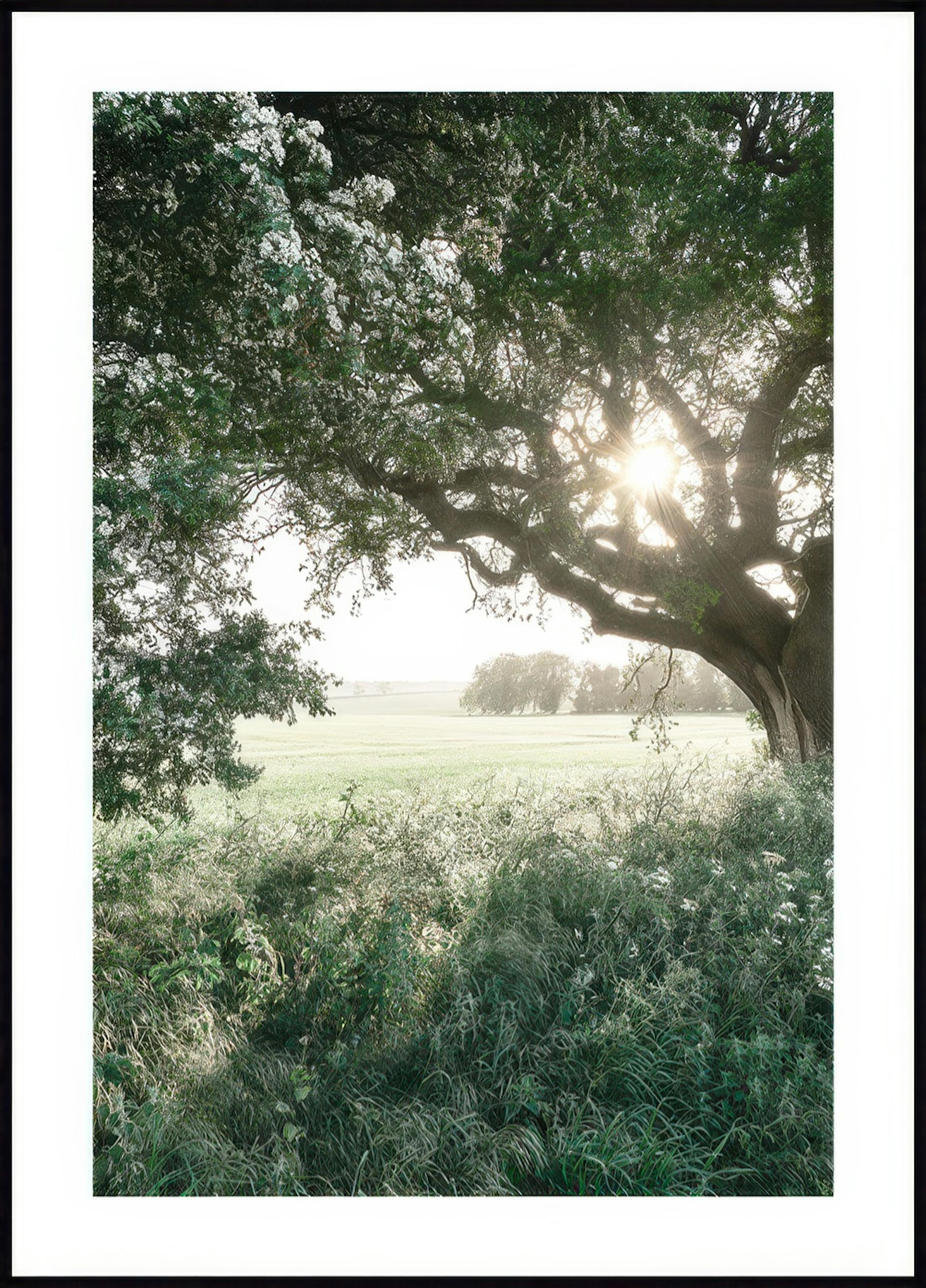 Rural Field Poster 0