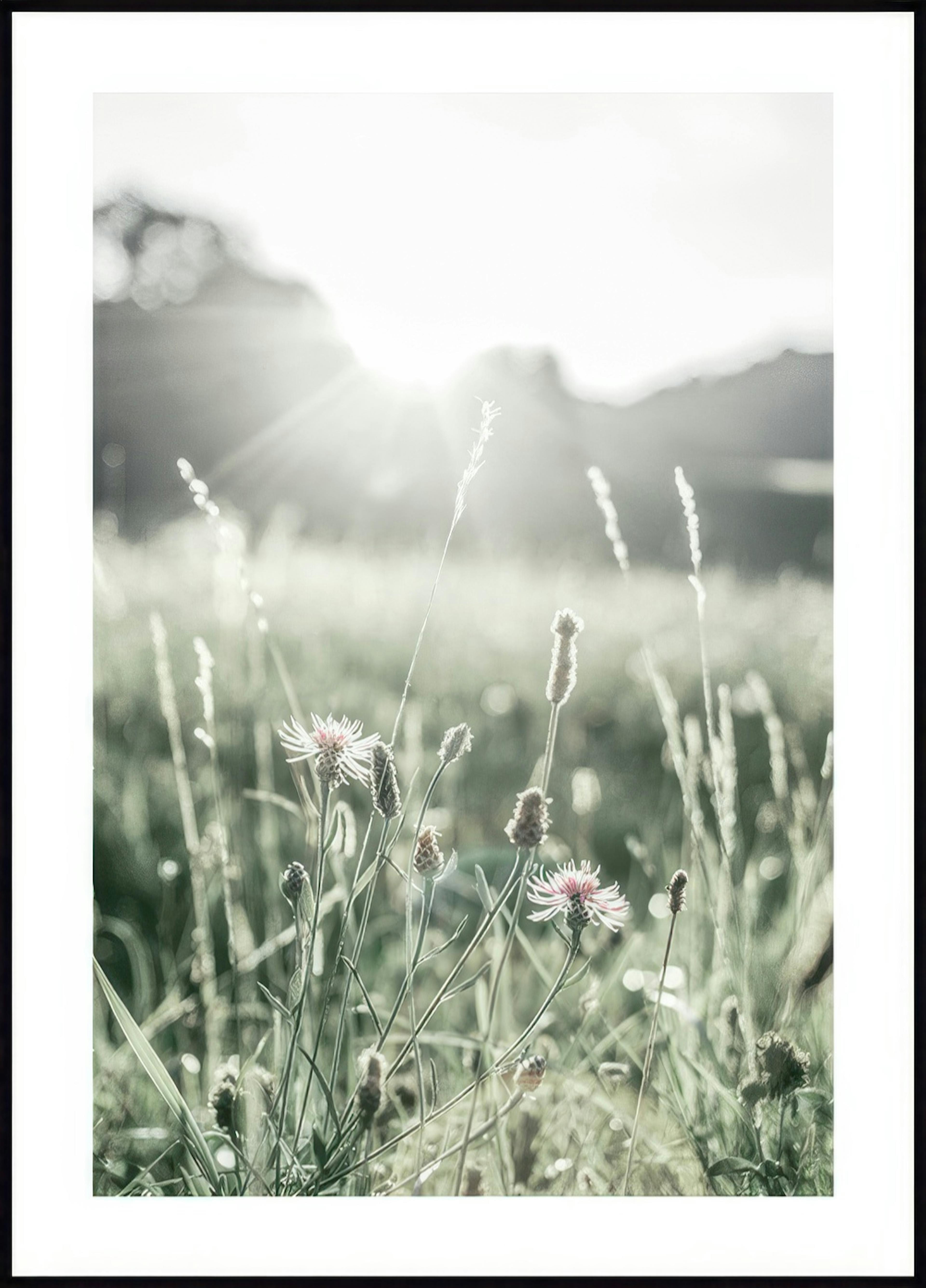 Sommereng Poster 0