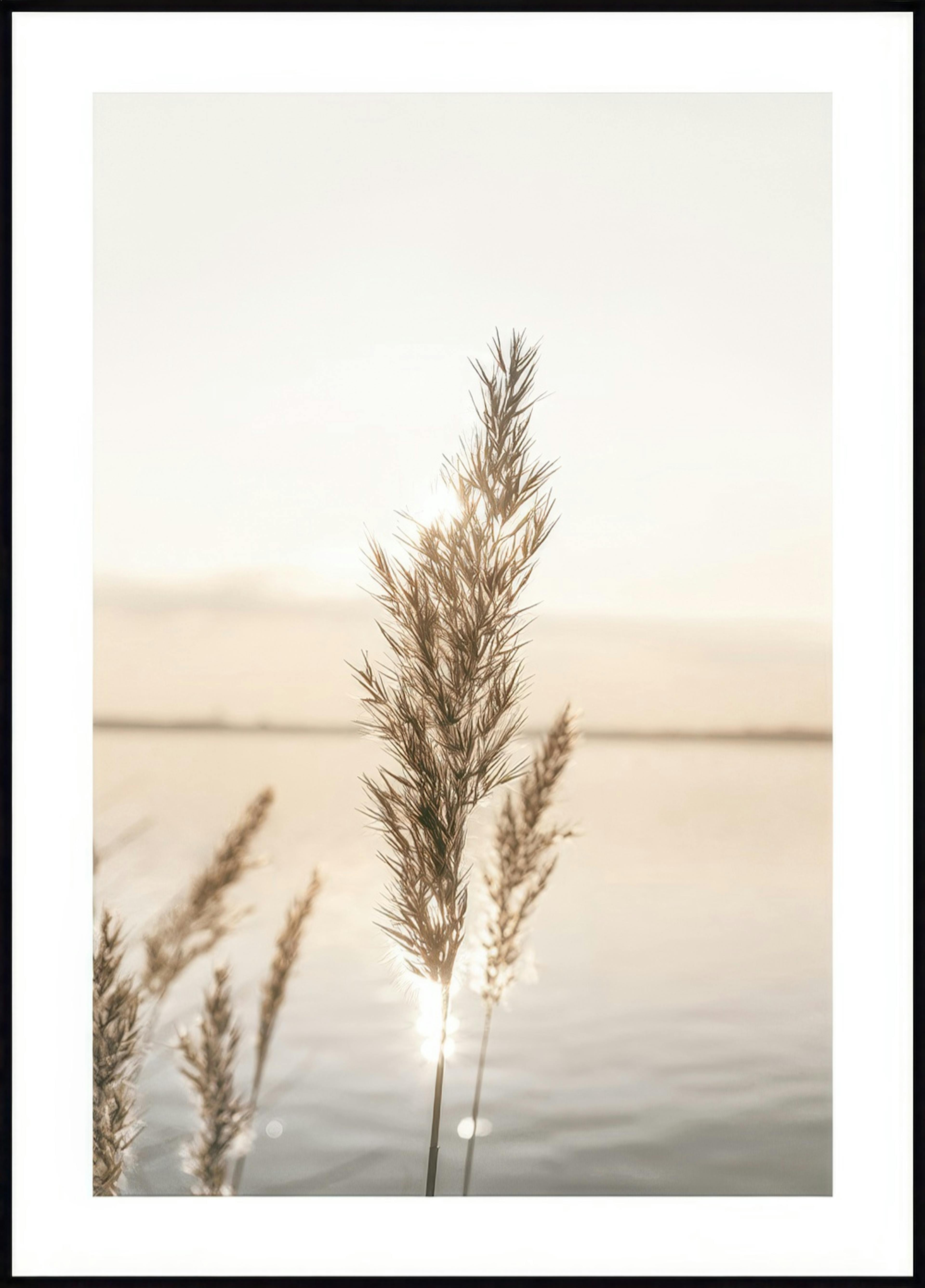 Kalm Riet Poster 0