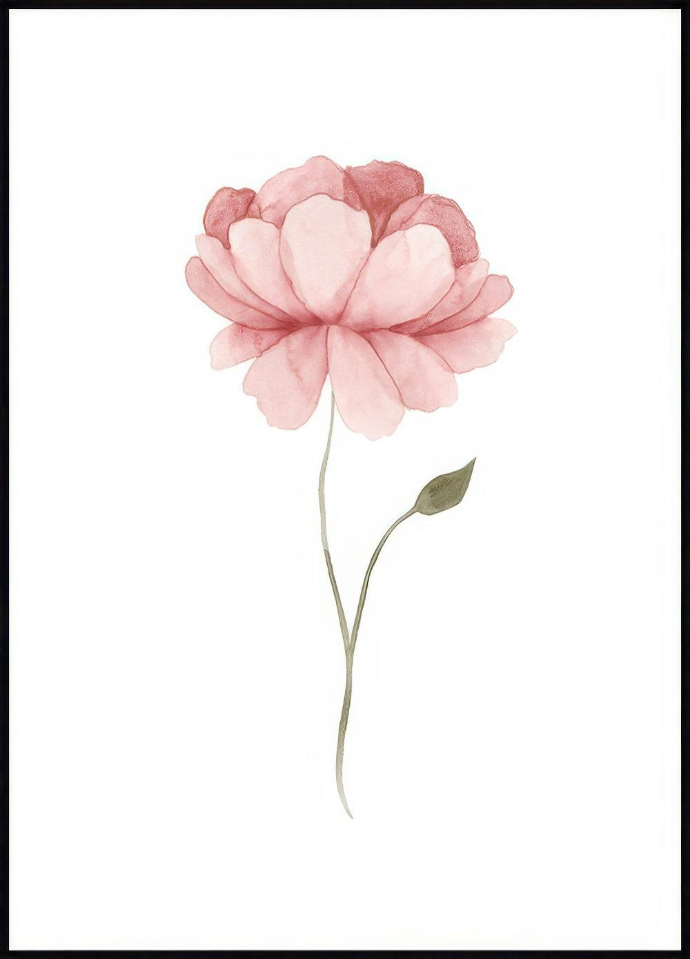 Watercolour Peony Poster 0