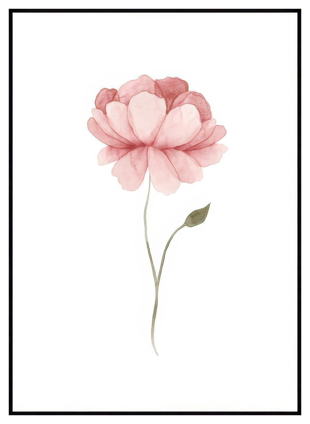 Prints Watercolour Peony Poster (21x30 cm) - Poster Store