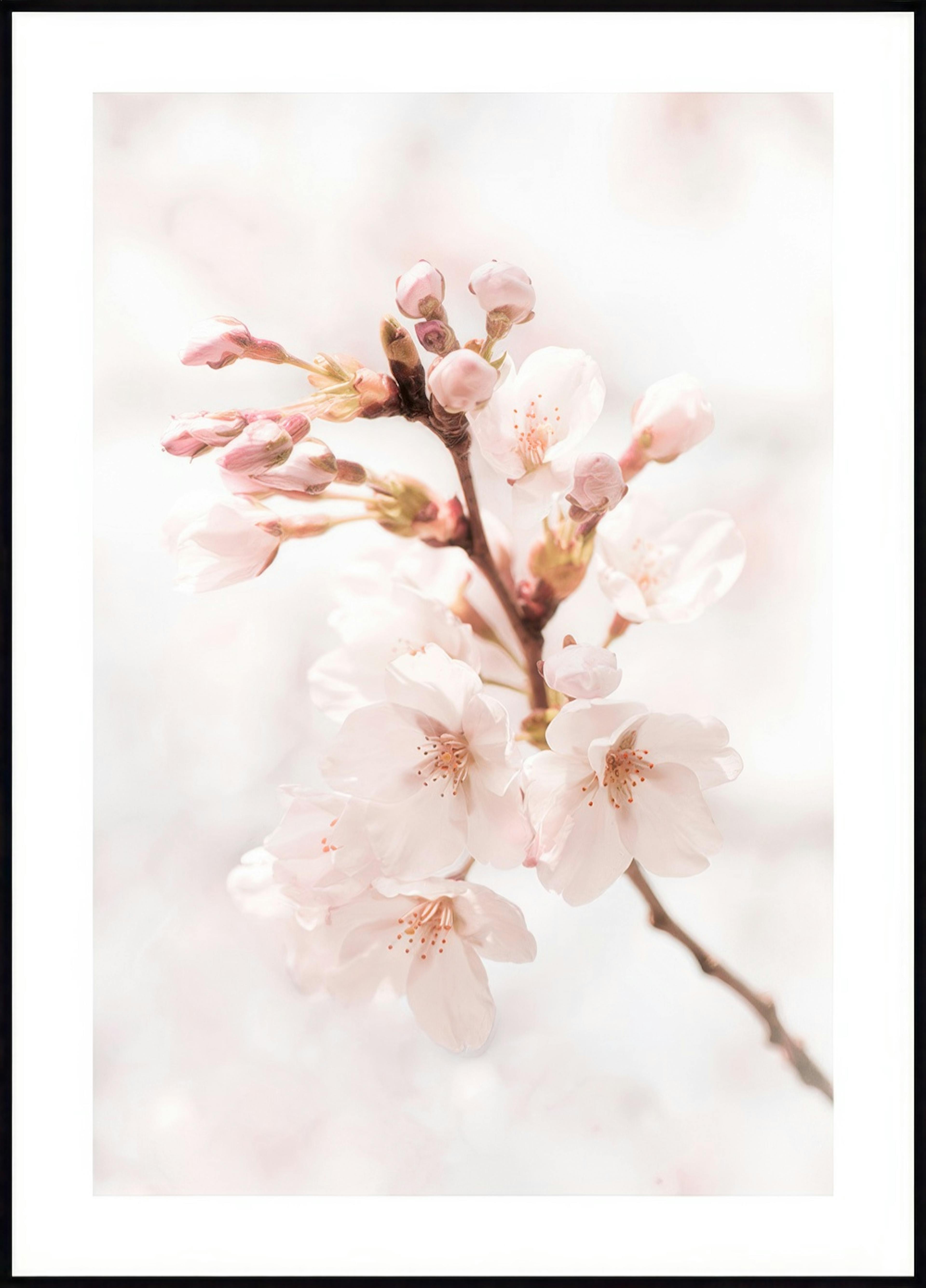 Kirsche in Blüte Poster 0
