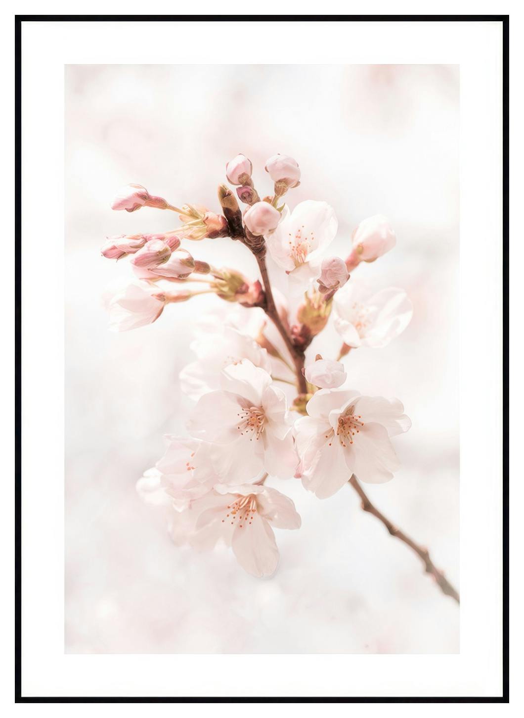 Ciliegio in fiore Poster (50x70 cm) - Poster Store