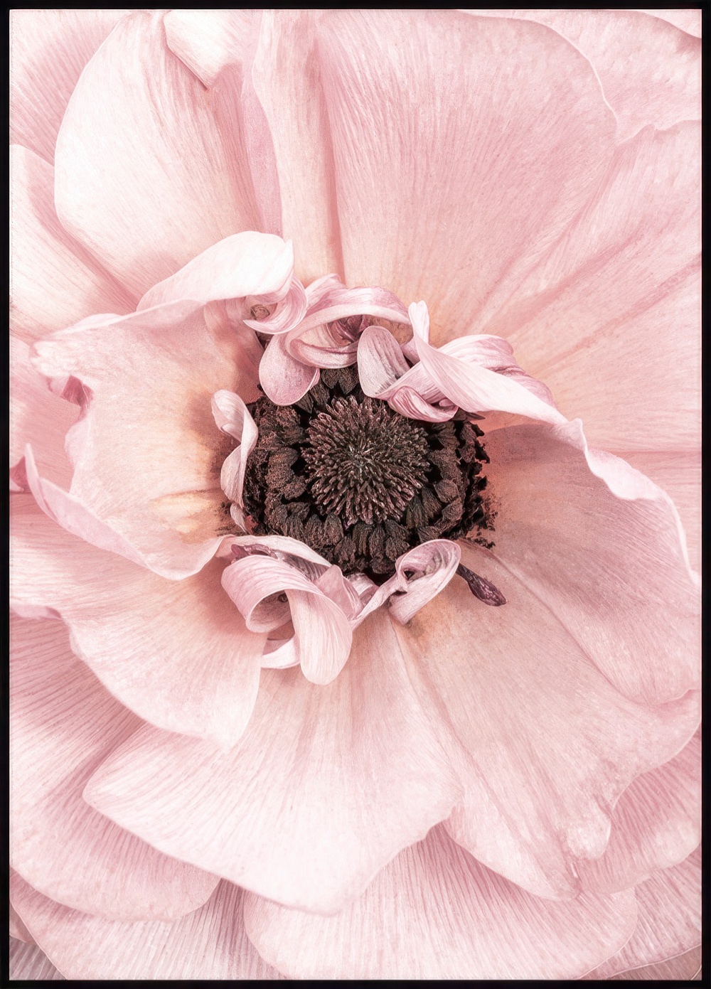 Rosa blomstring Poster | Delikat nærbilde av rosa blomst | Poster Store ...