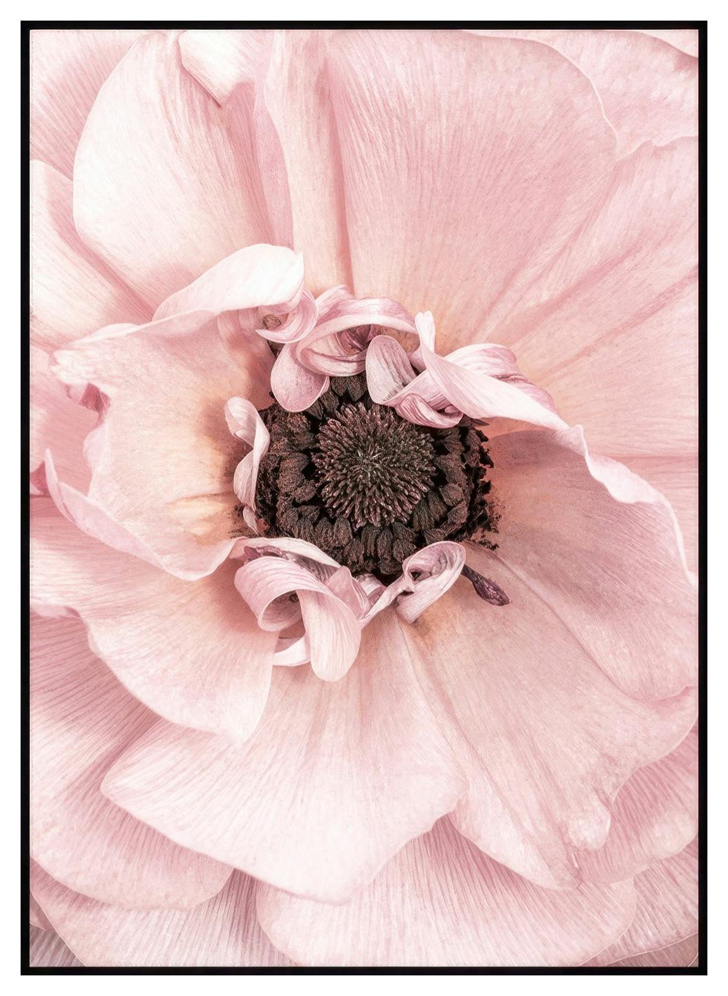 Rosa Blomma Poster (21x30 cm) - Poster Store
