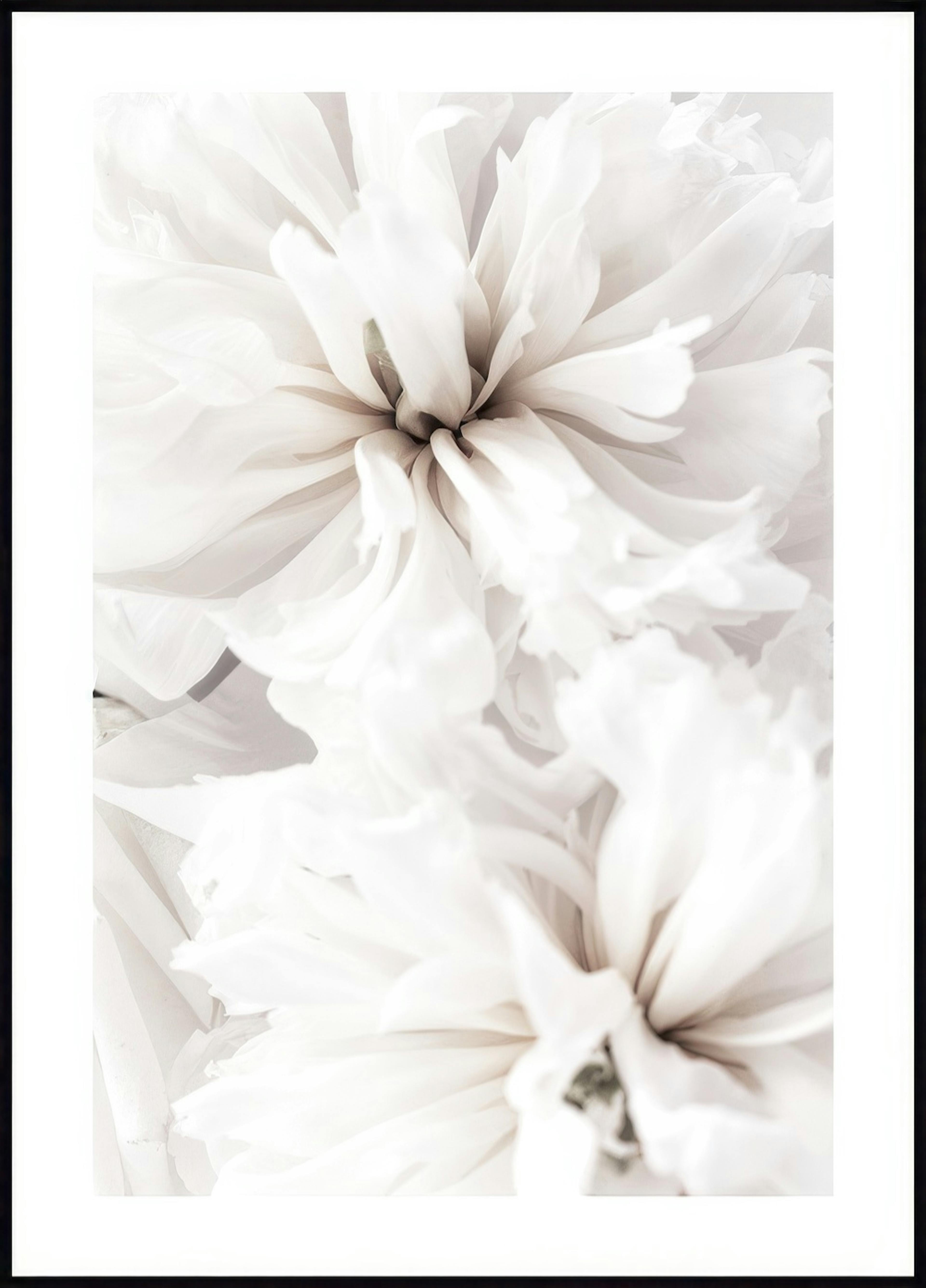 Fleurs Calmes Blanches Poster 0