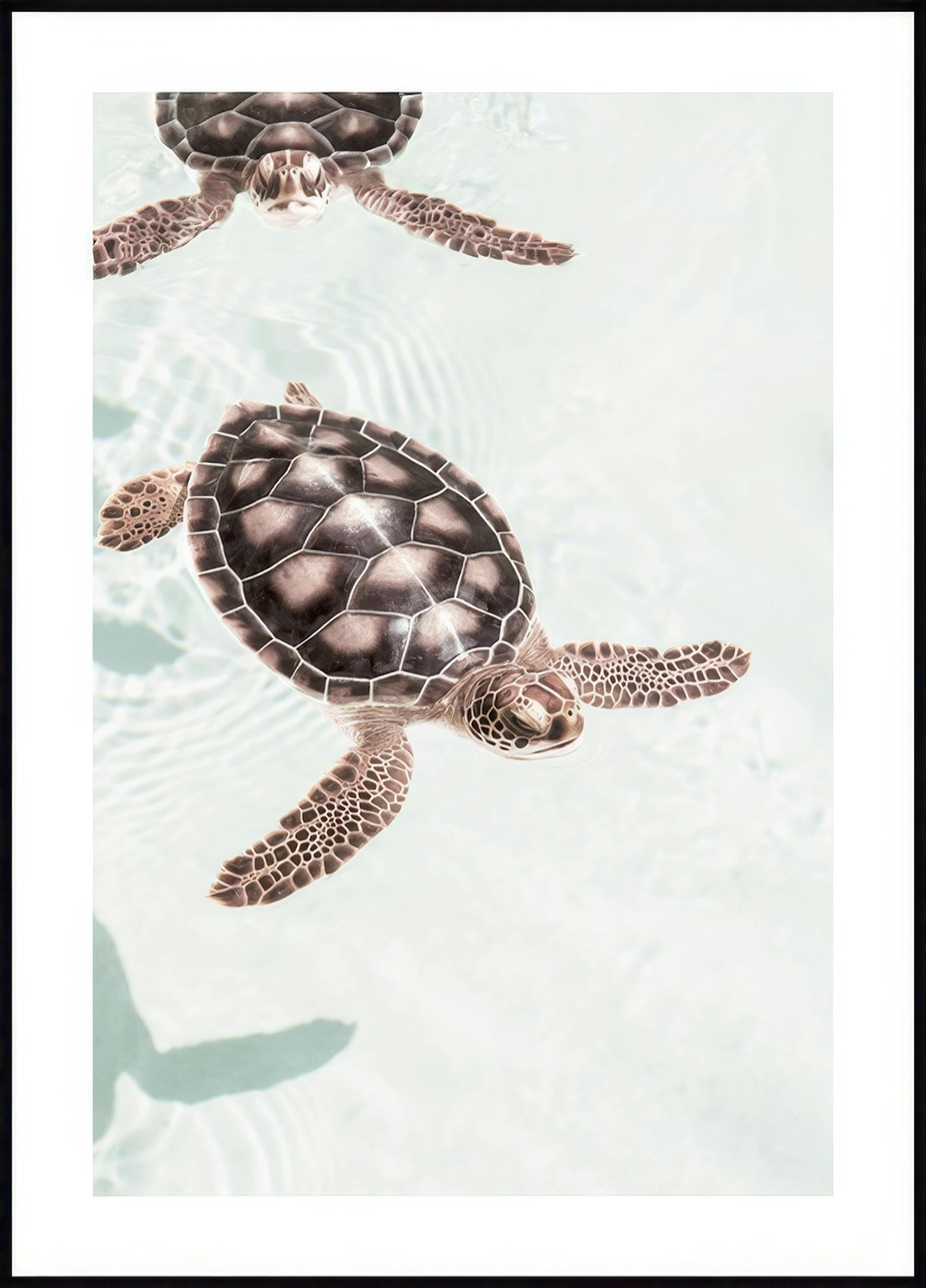 Zwemmende schildpadden poster 0