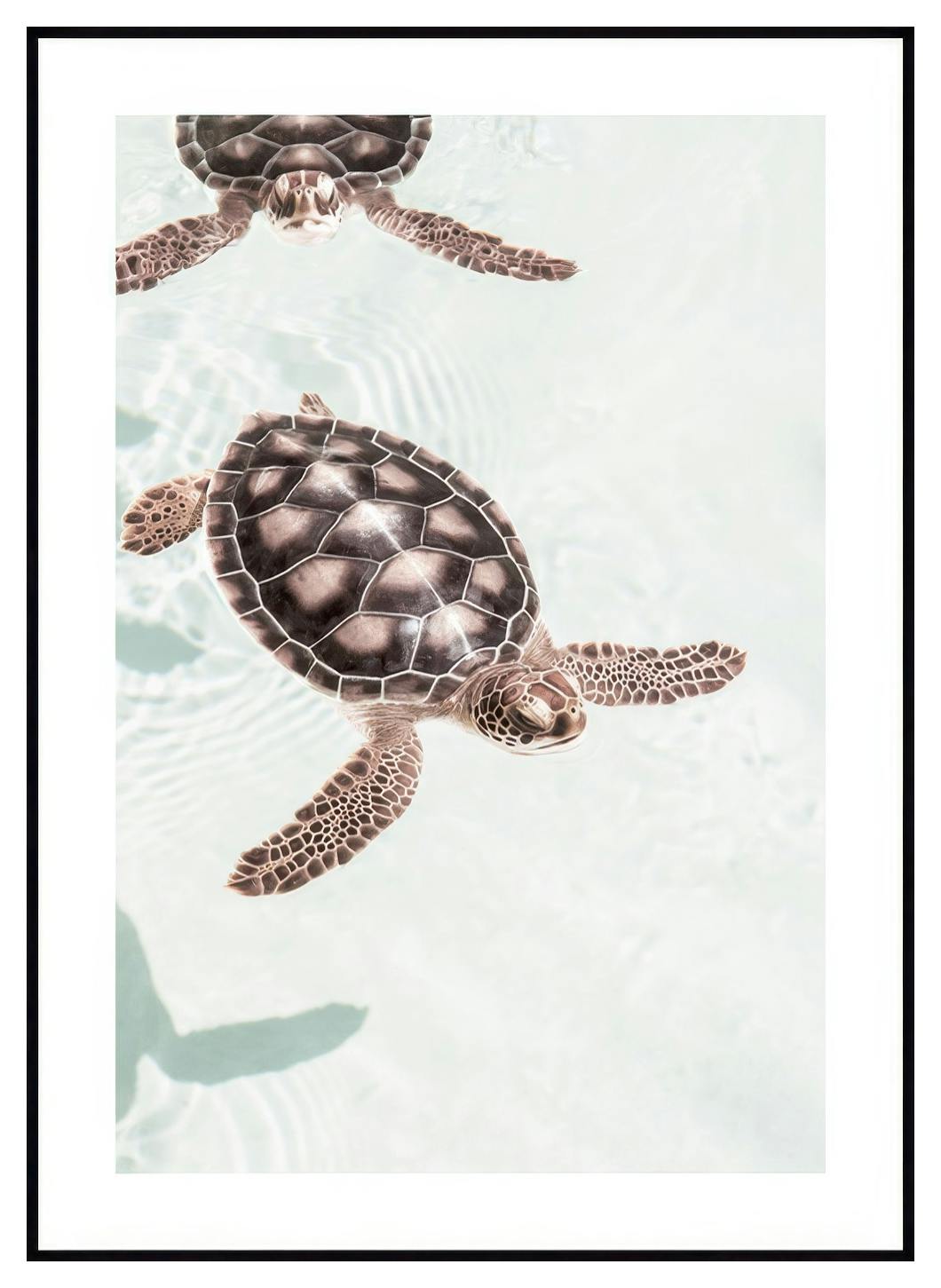 Zwemmende schildpadden poster (30x40 cm) - Poster Store