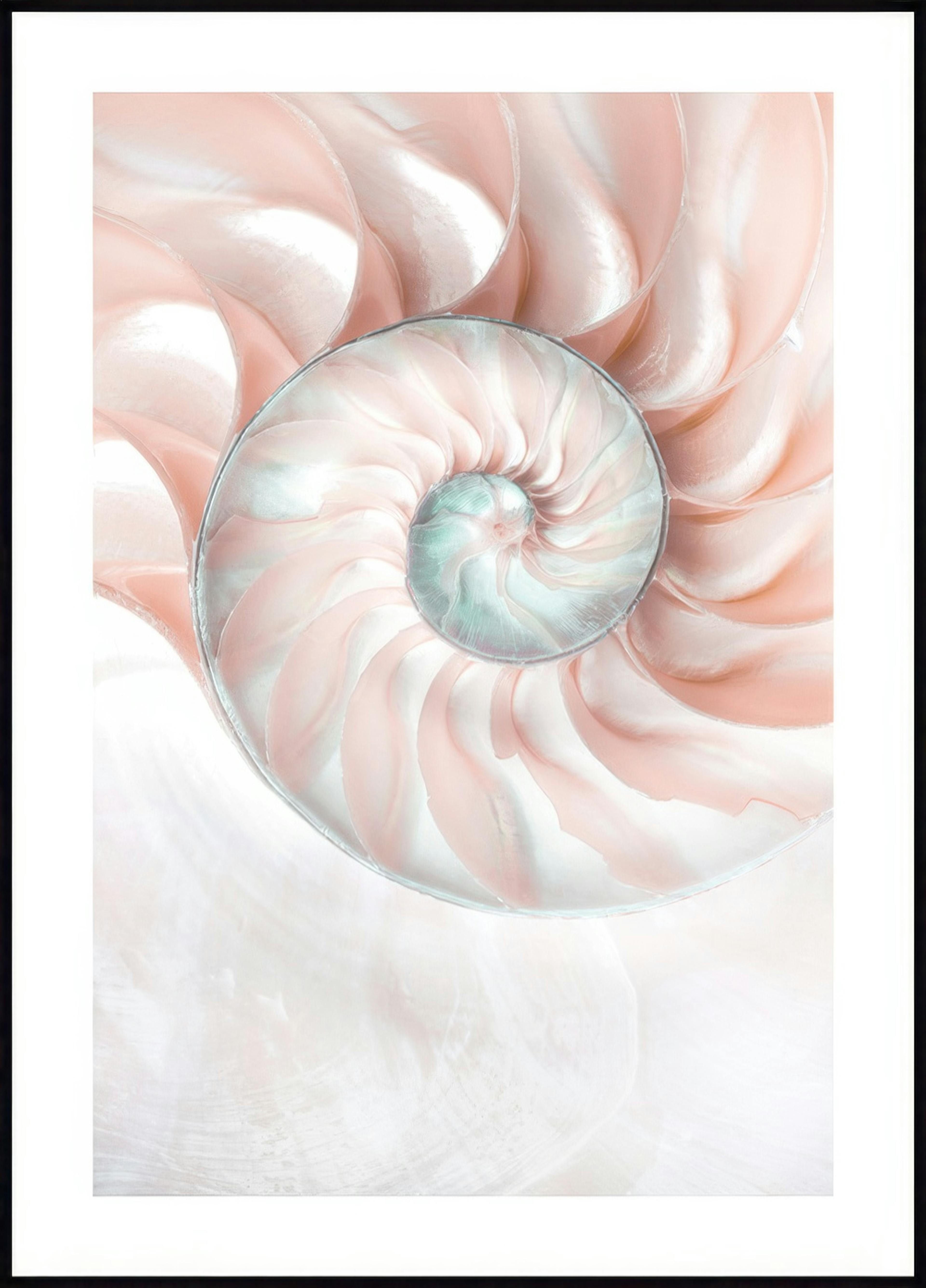 Nautilus Shell Poster 0