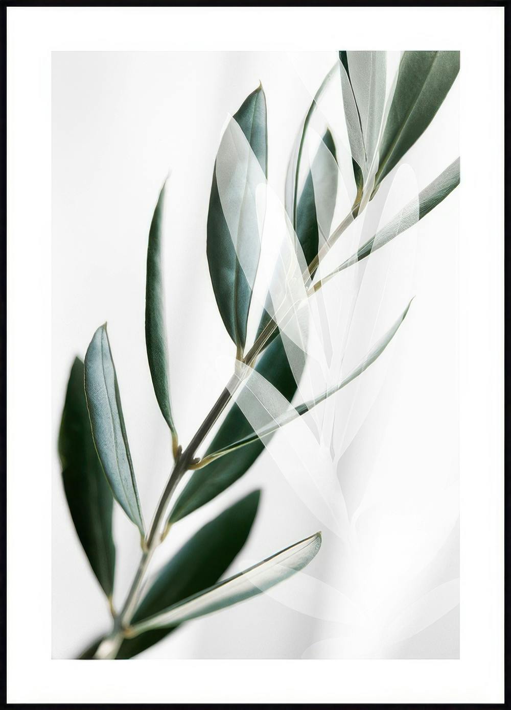 Ombres Branches d'Olivier Poster 0
