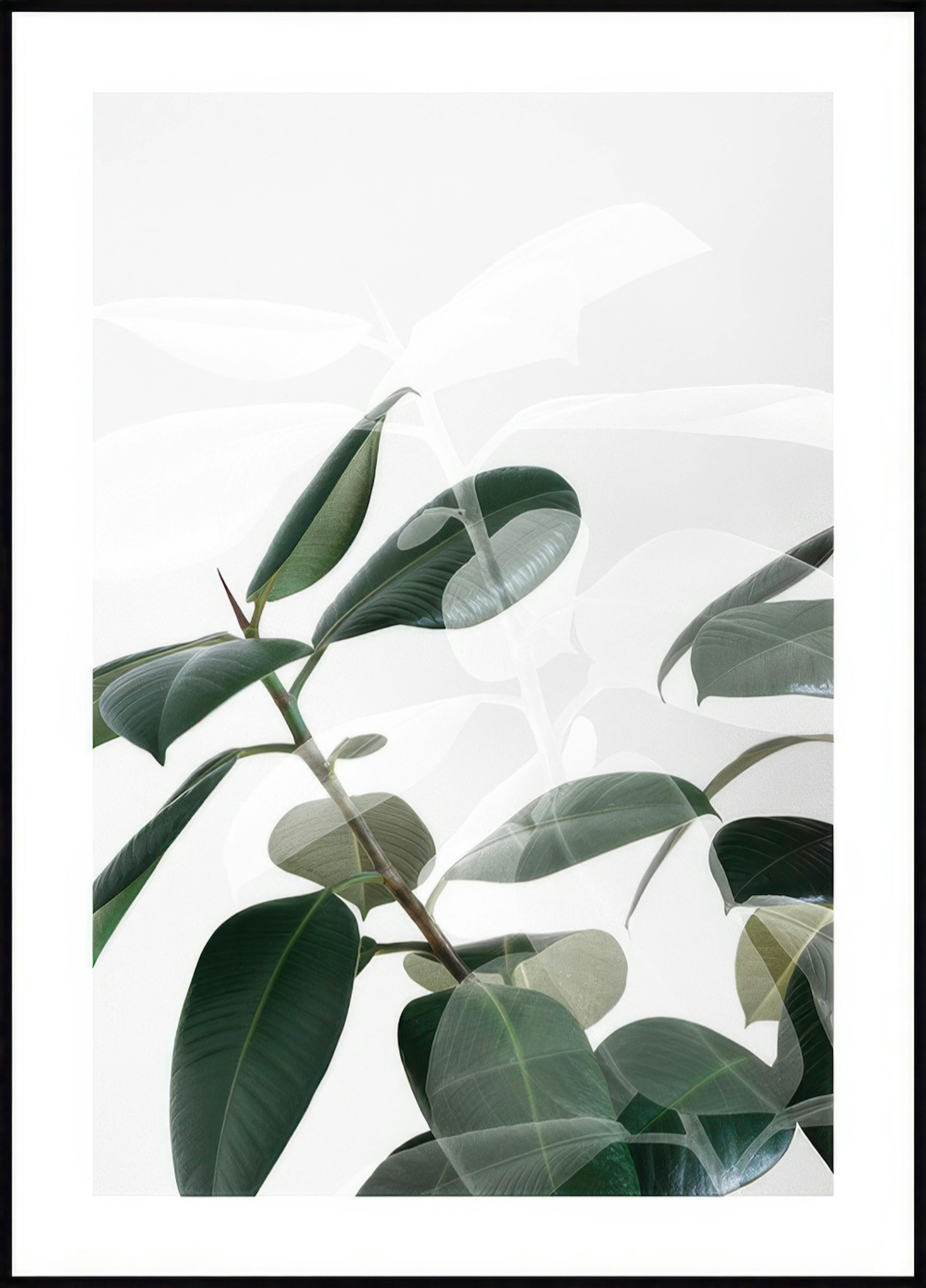 Sombras de Plantas Póster 0