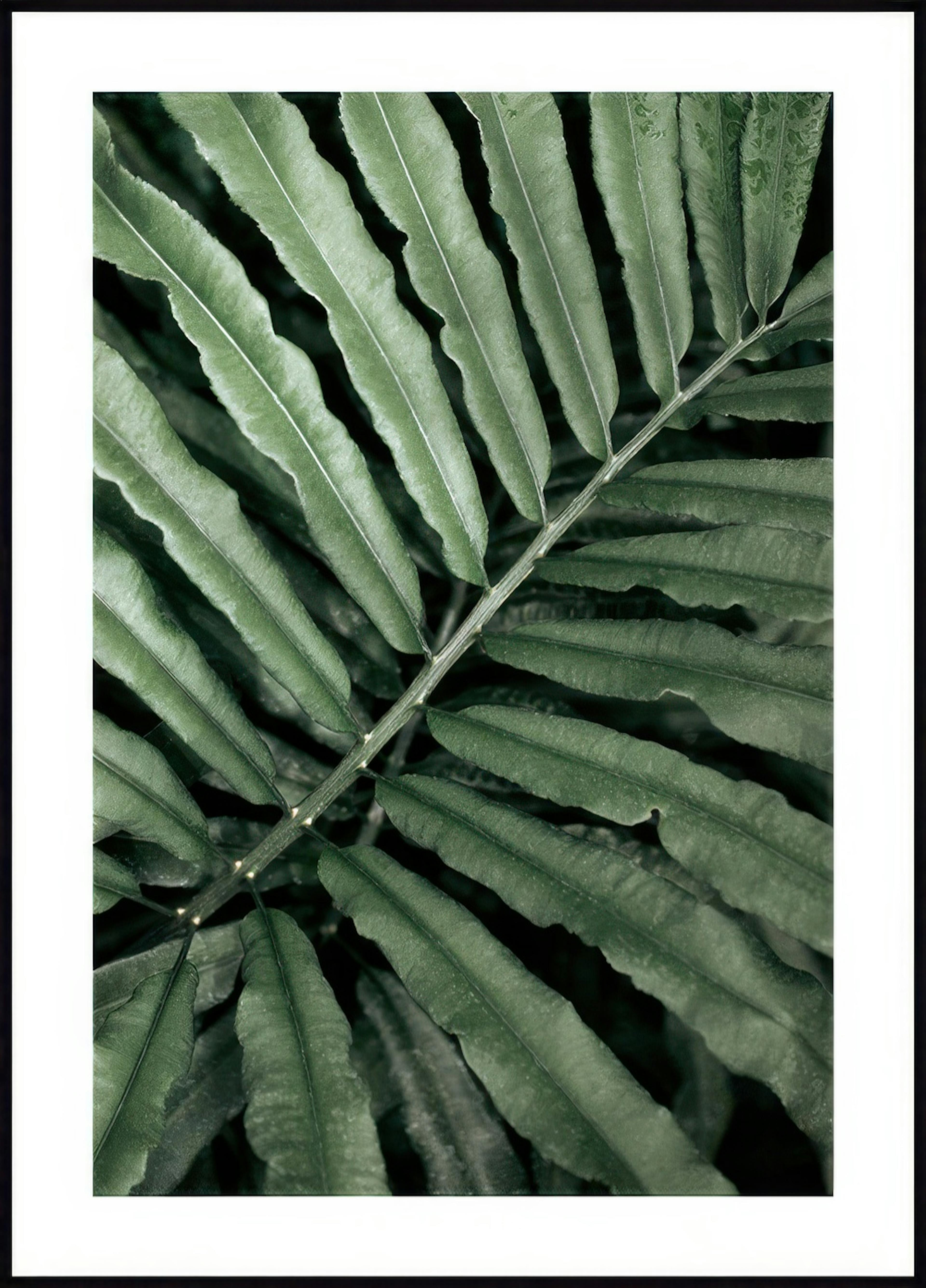 Green Fern Poster 0