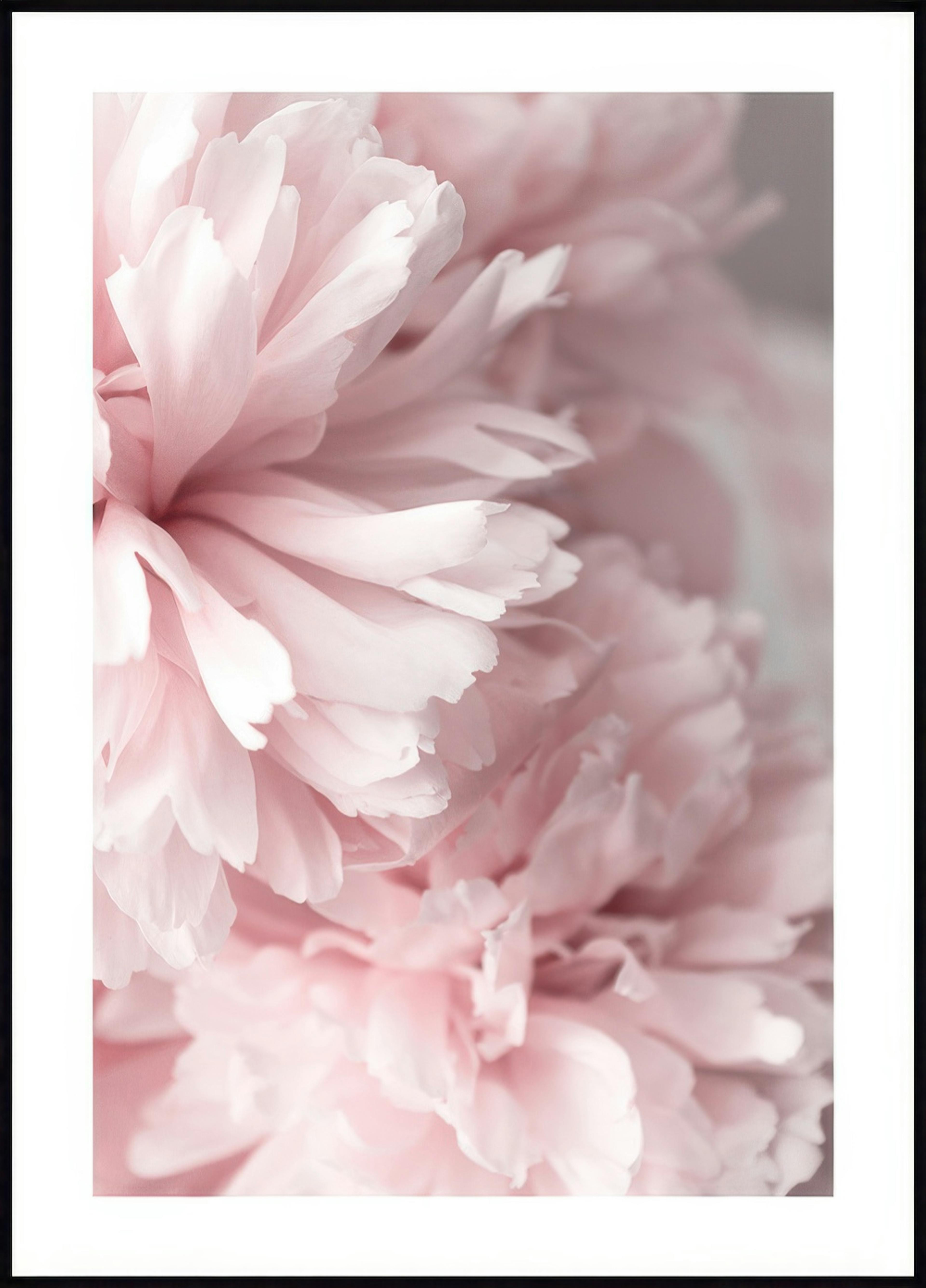 Pinke Pfingstrosen Close up Poster 0