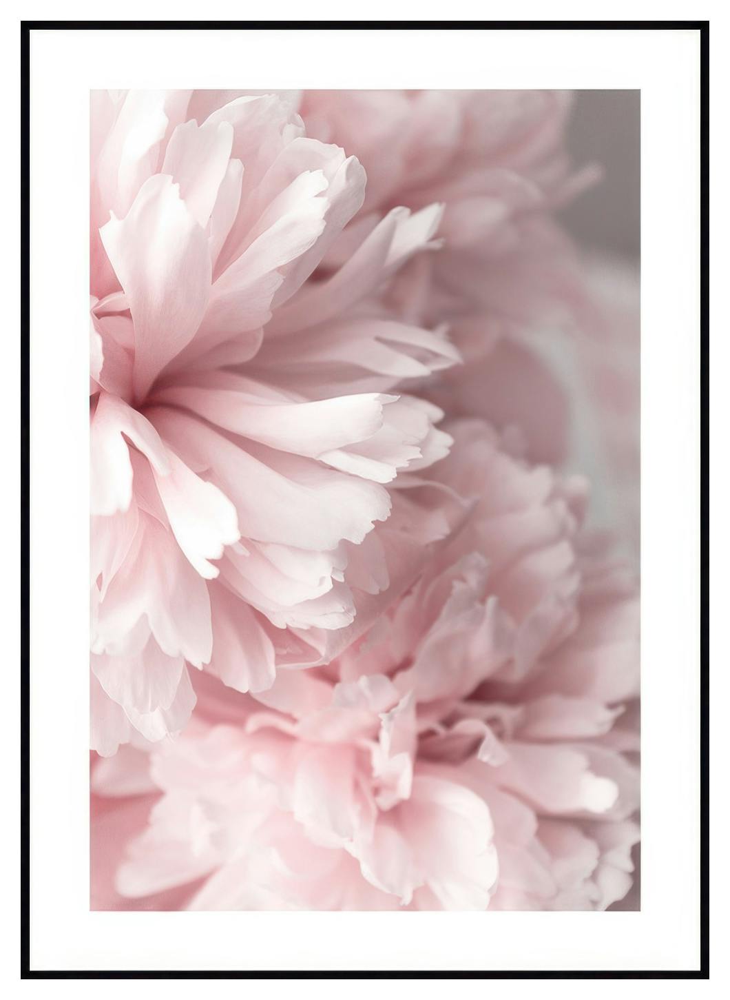 Roze Pioenen Close Up Poster (21x30 cm) - Poster Store