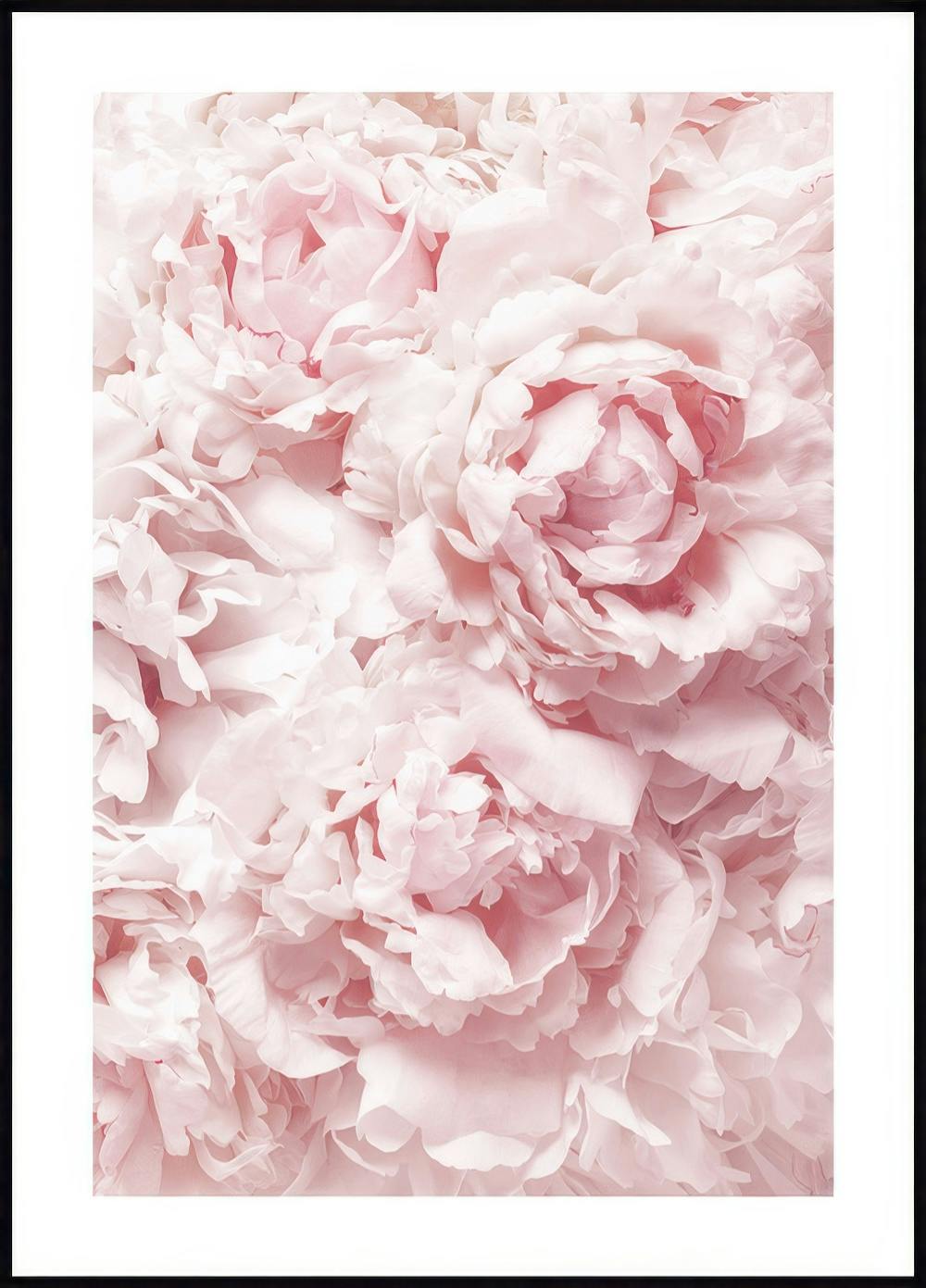 Douces Pivoines Roses Poster 0