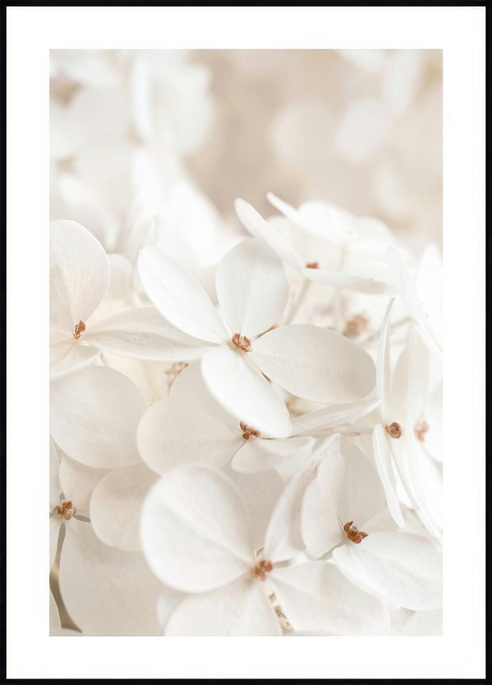 Soft White Bloom Poster 0