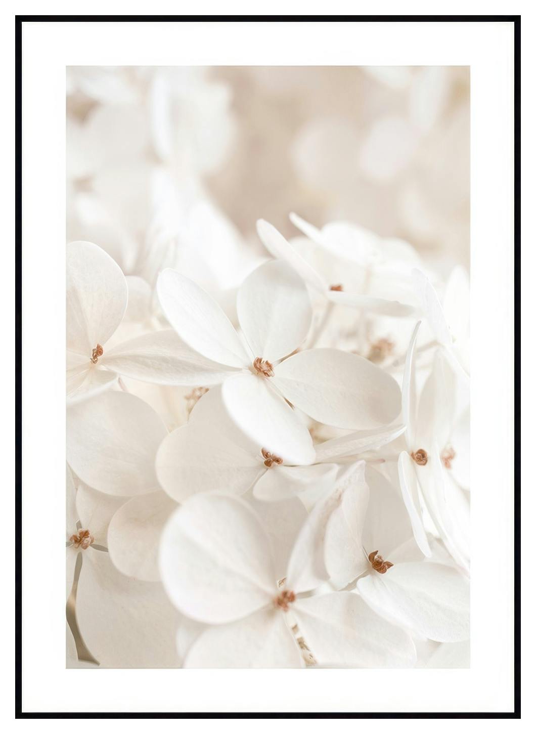 Soft White Bloom Poster (50x70 cm) - Poster Store