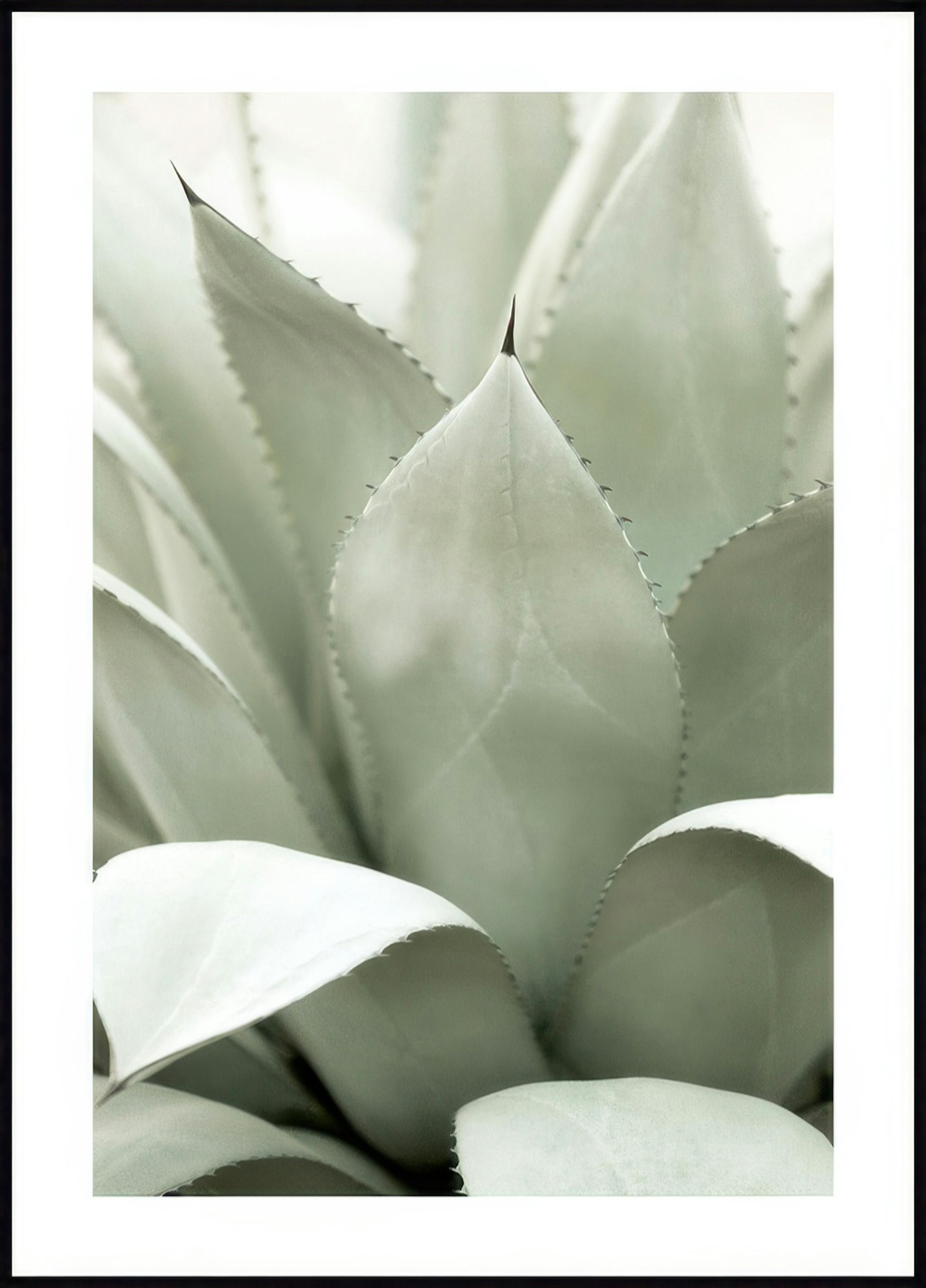 Agave Plant Poster 0