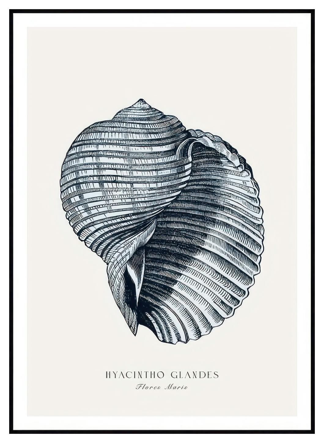 Blauwe Zeeschelp Poster (50x70 cm) - Poster Store