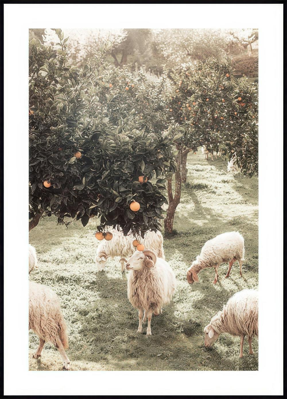 Schaap en Sinaasappelboom Poster 0