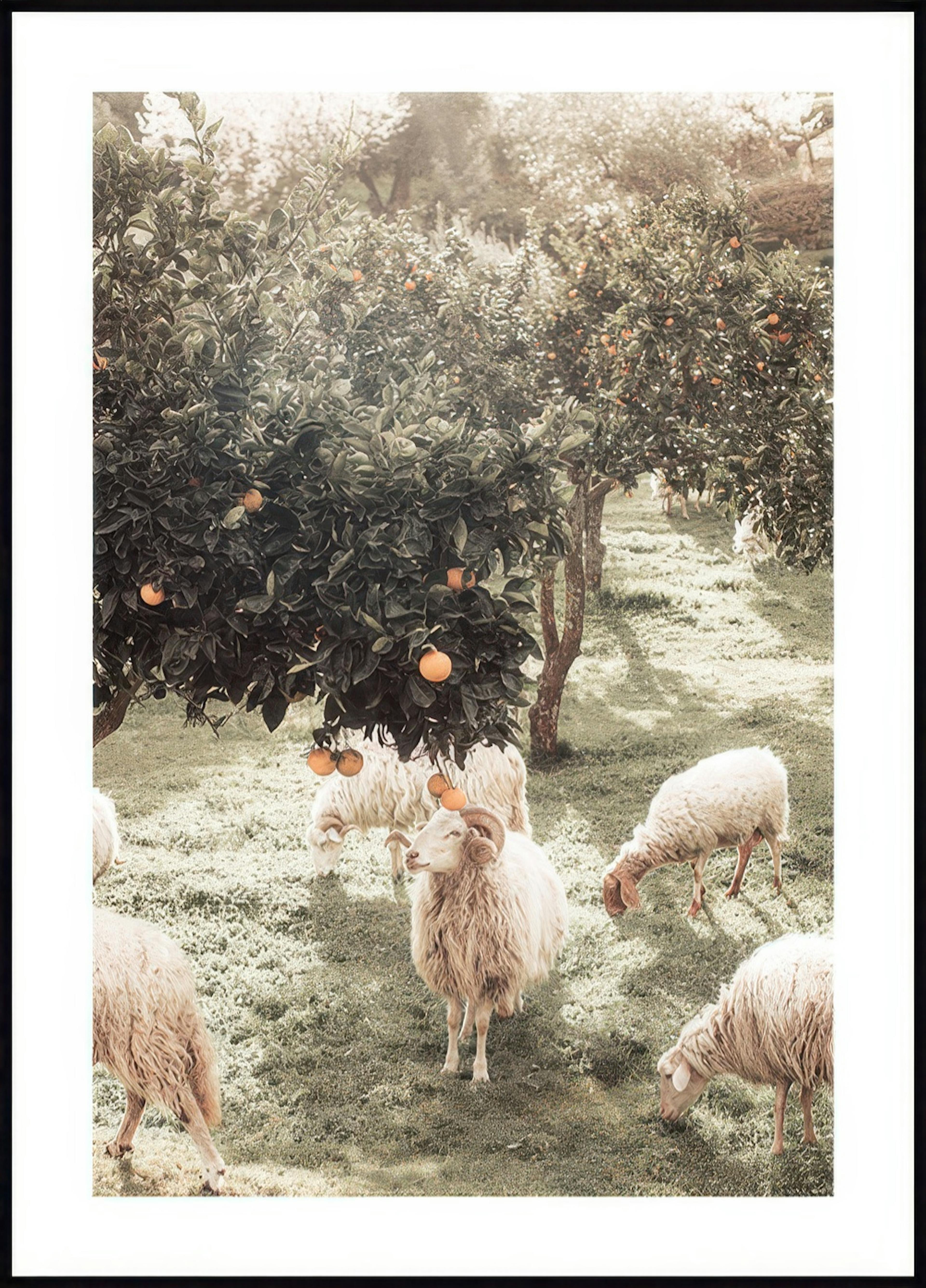 Schaap en Sinaasappelboom Poster 0
