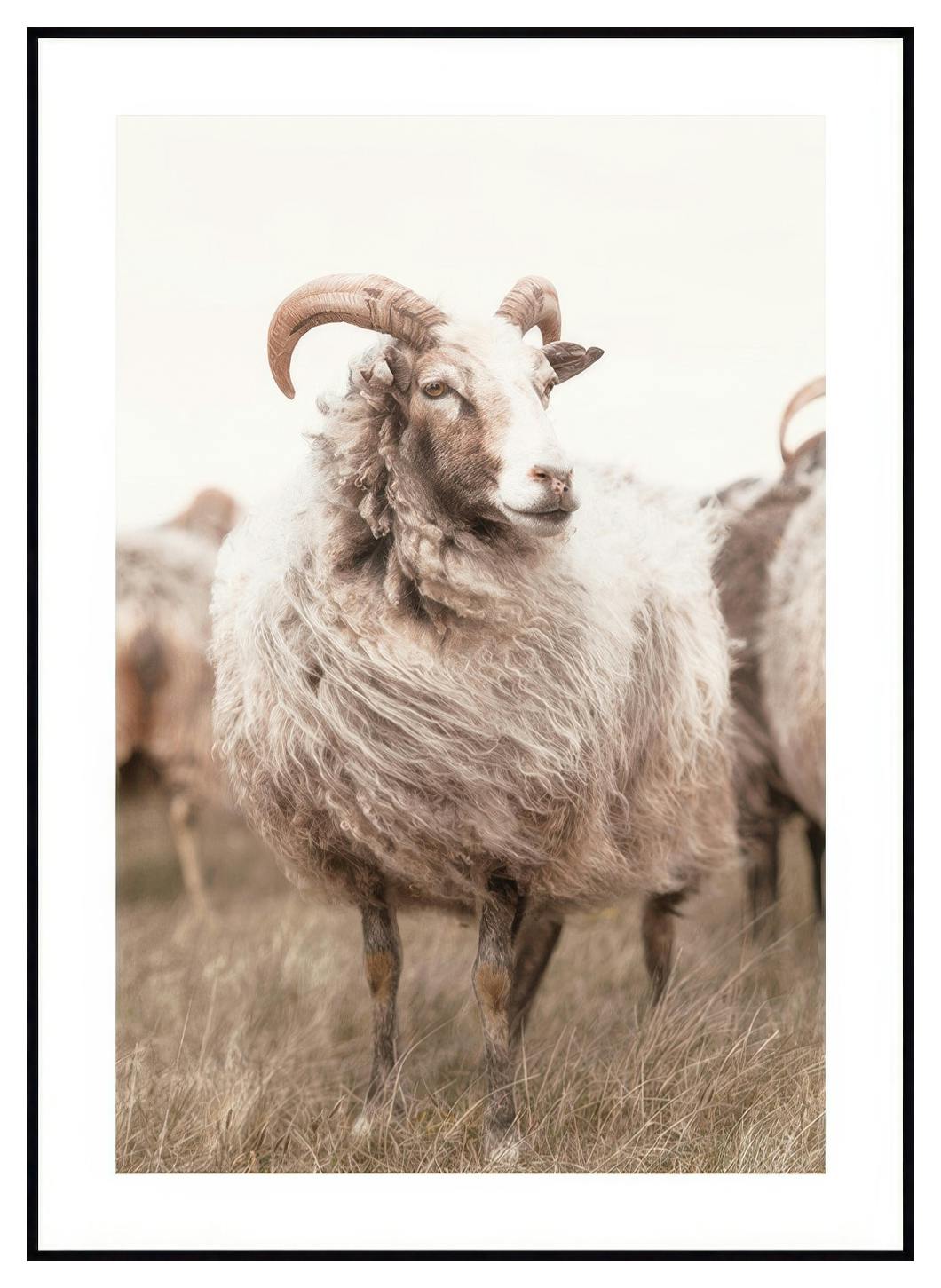 Owce Na Łące Plakat (50x70 cm) - Poster Store