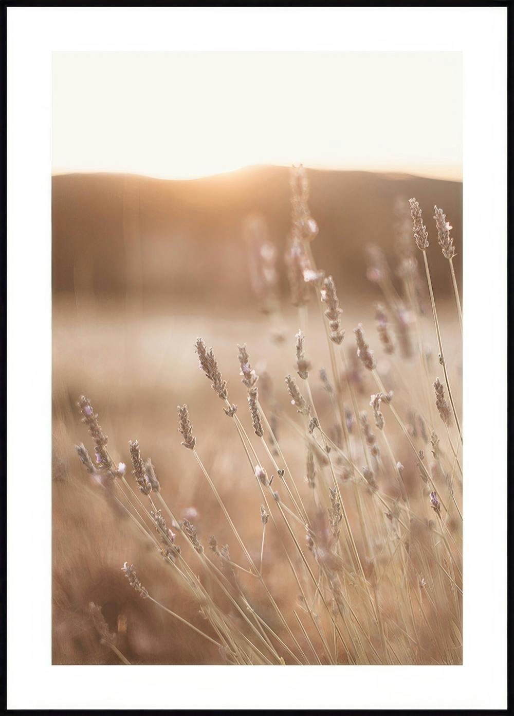 Meadow at Sunset Poster 0
