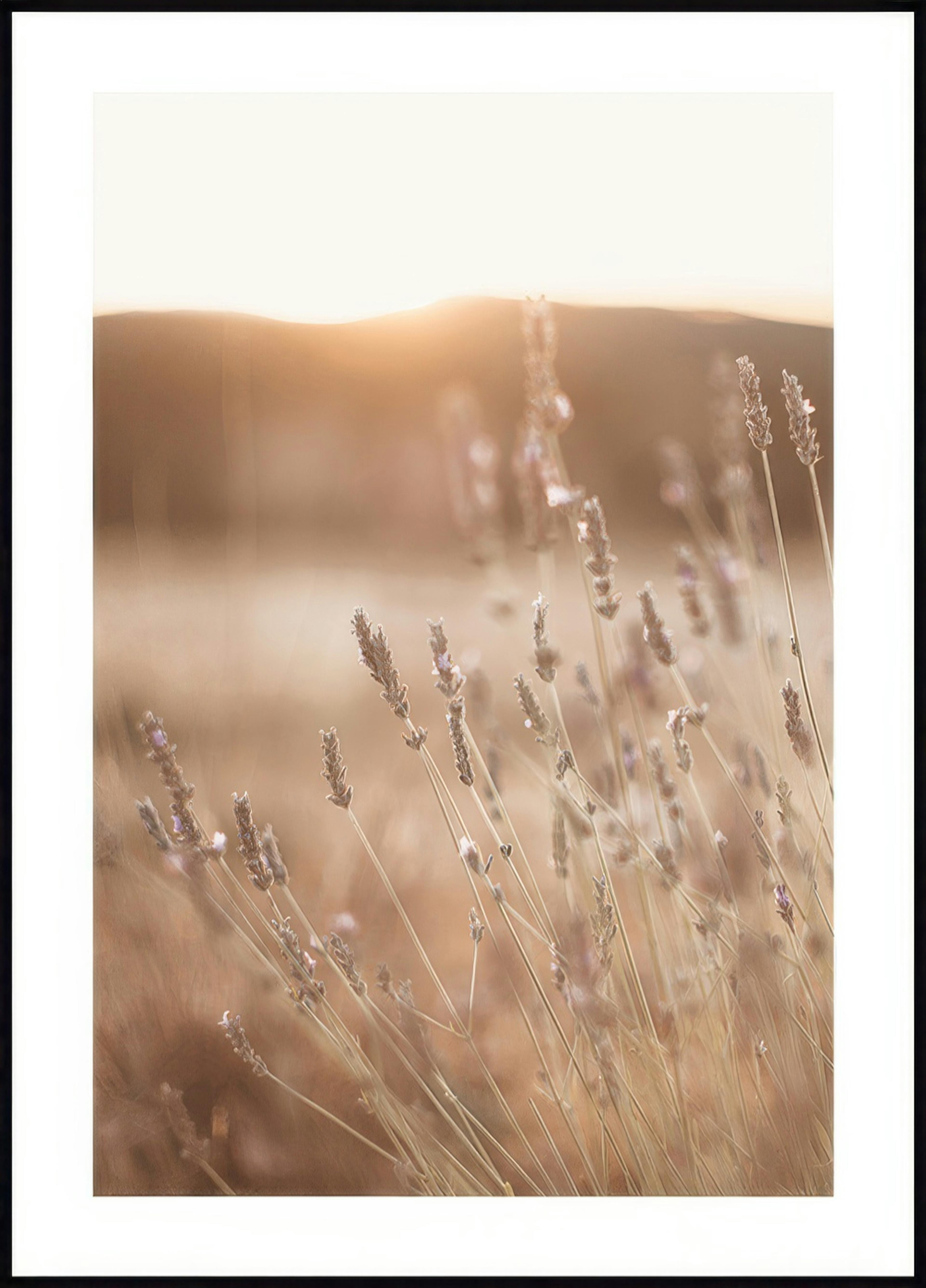 Meadow at Sunset Poster 0