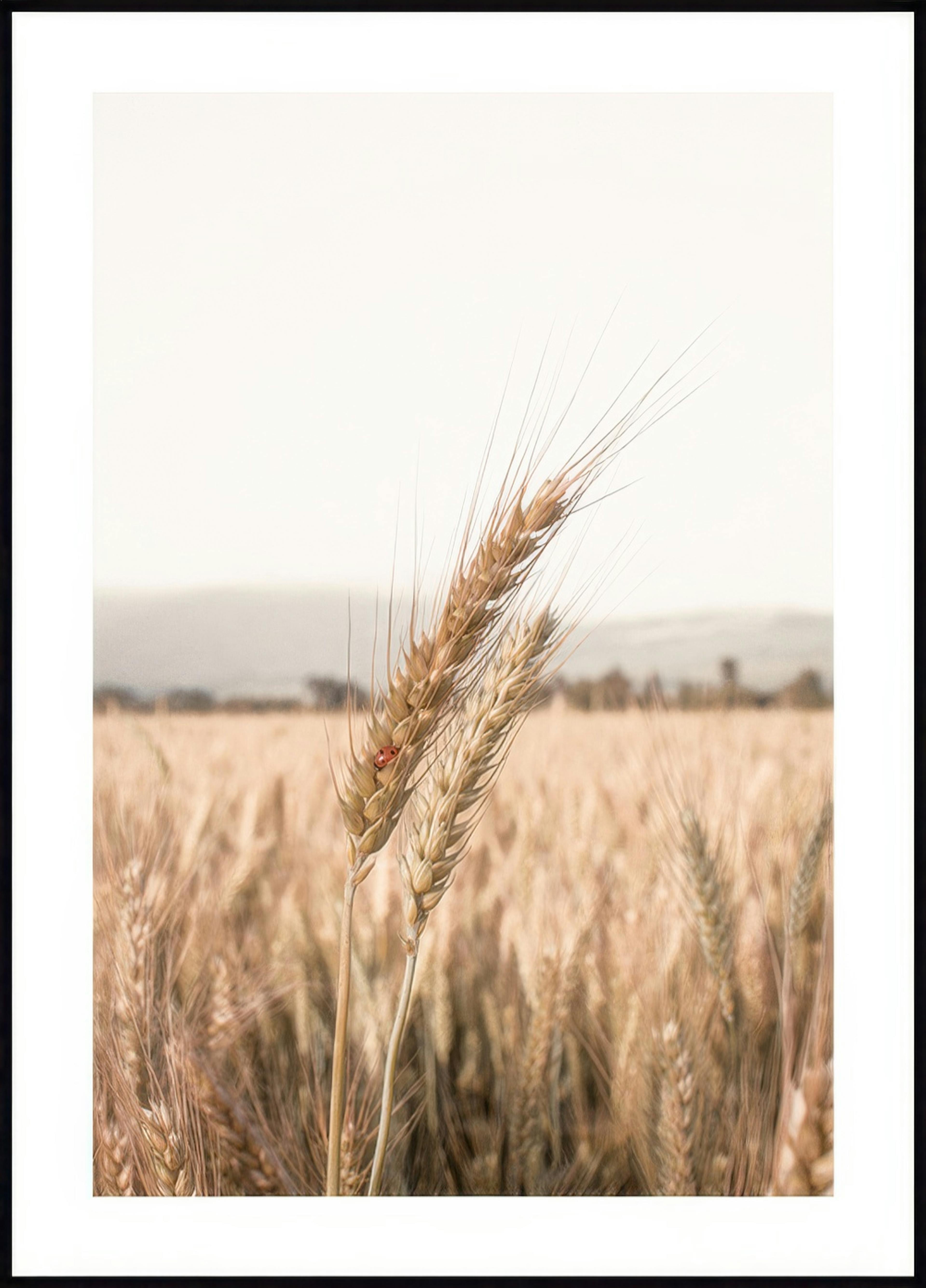 Ladybug on Wheat Poster 0