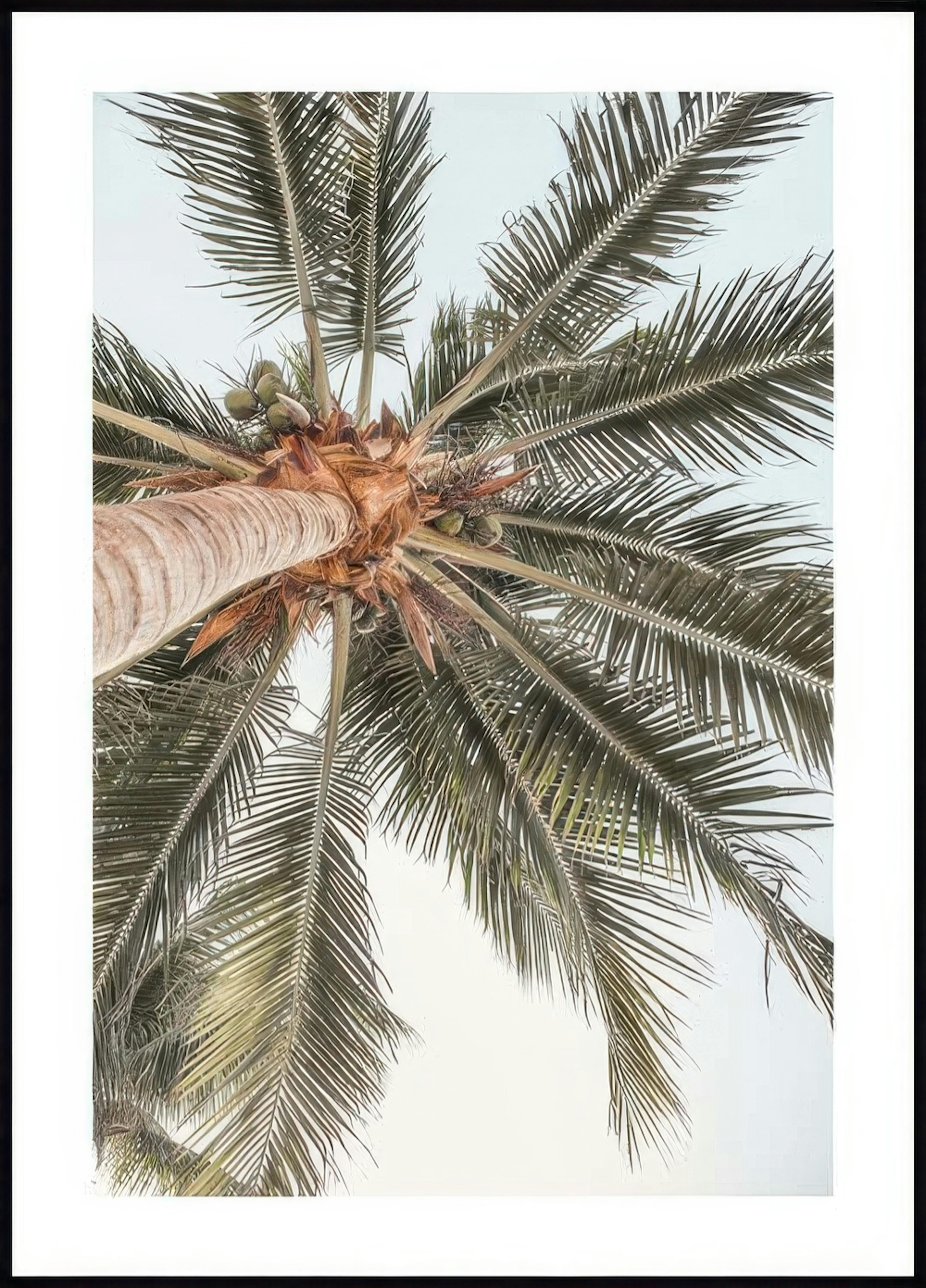 Poster con vista sulle palme 0