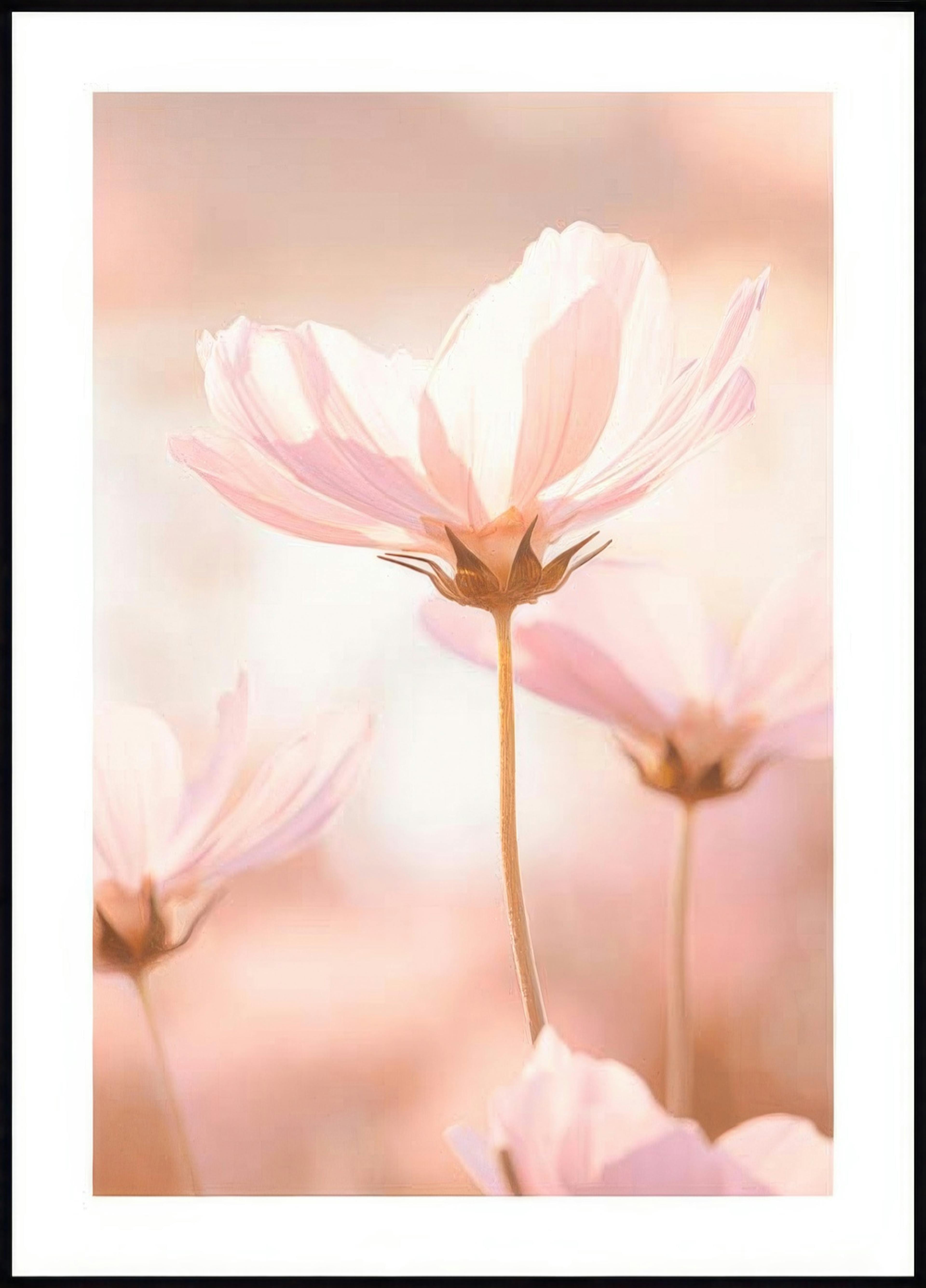 Fleurs Roses au Soleil Poster 0