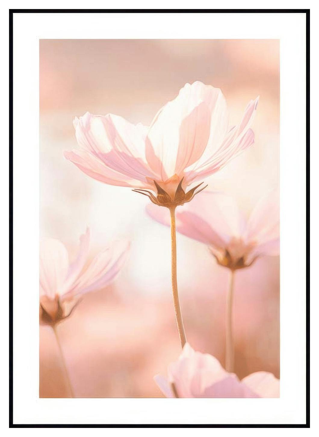 Rosa Blommor i Solljus Poster (30x40 cm) - Poster Store