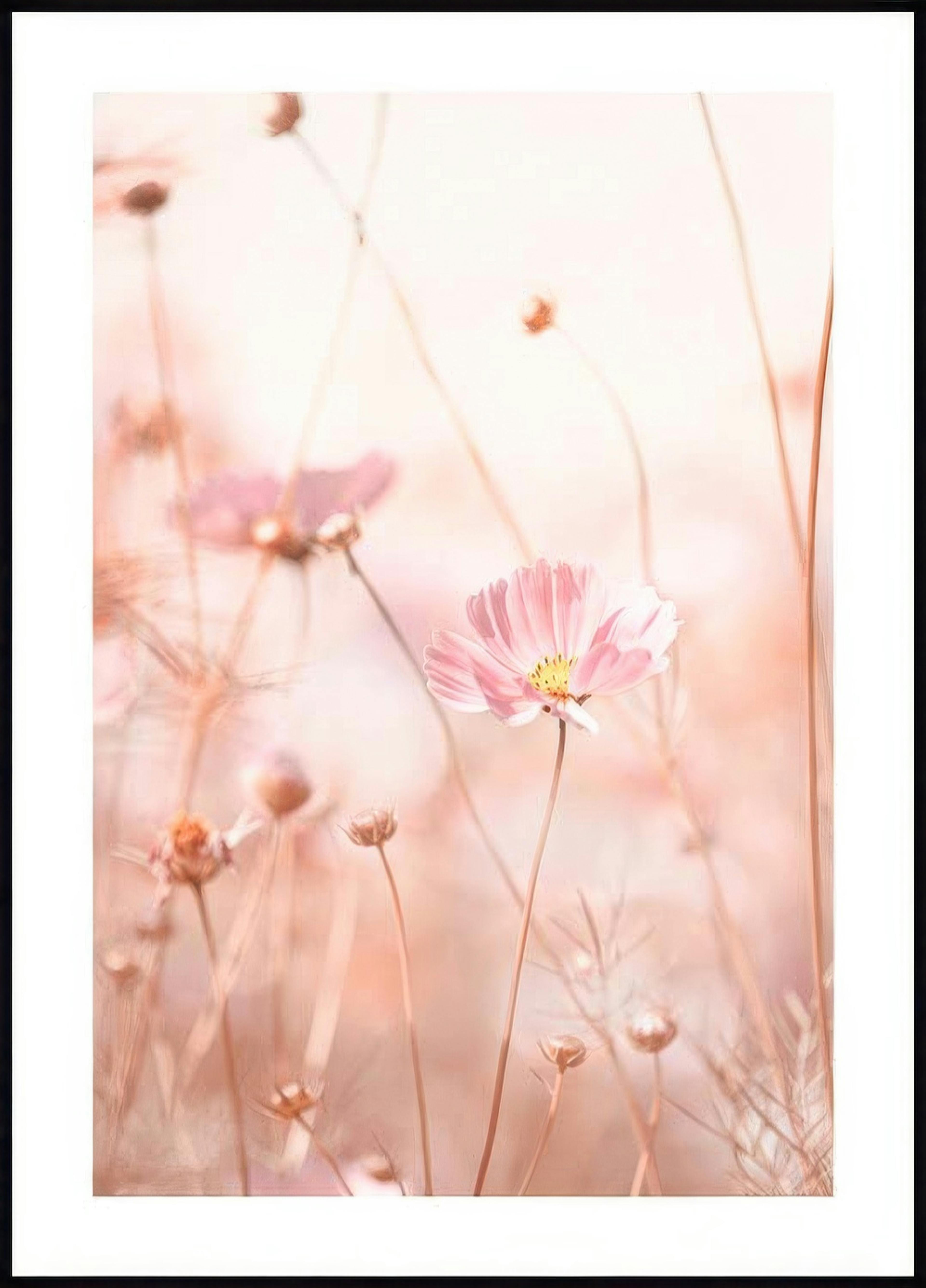 Pink Cosmos Flowers Poster 0