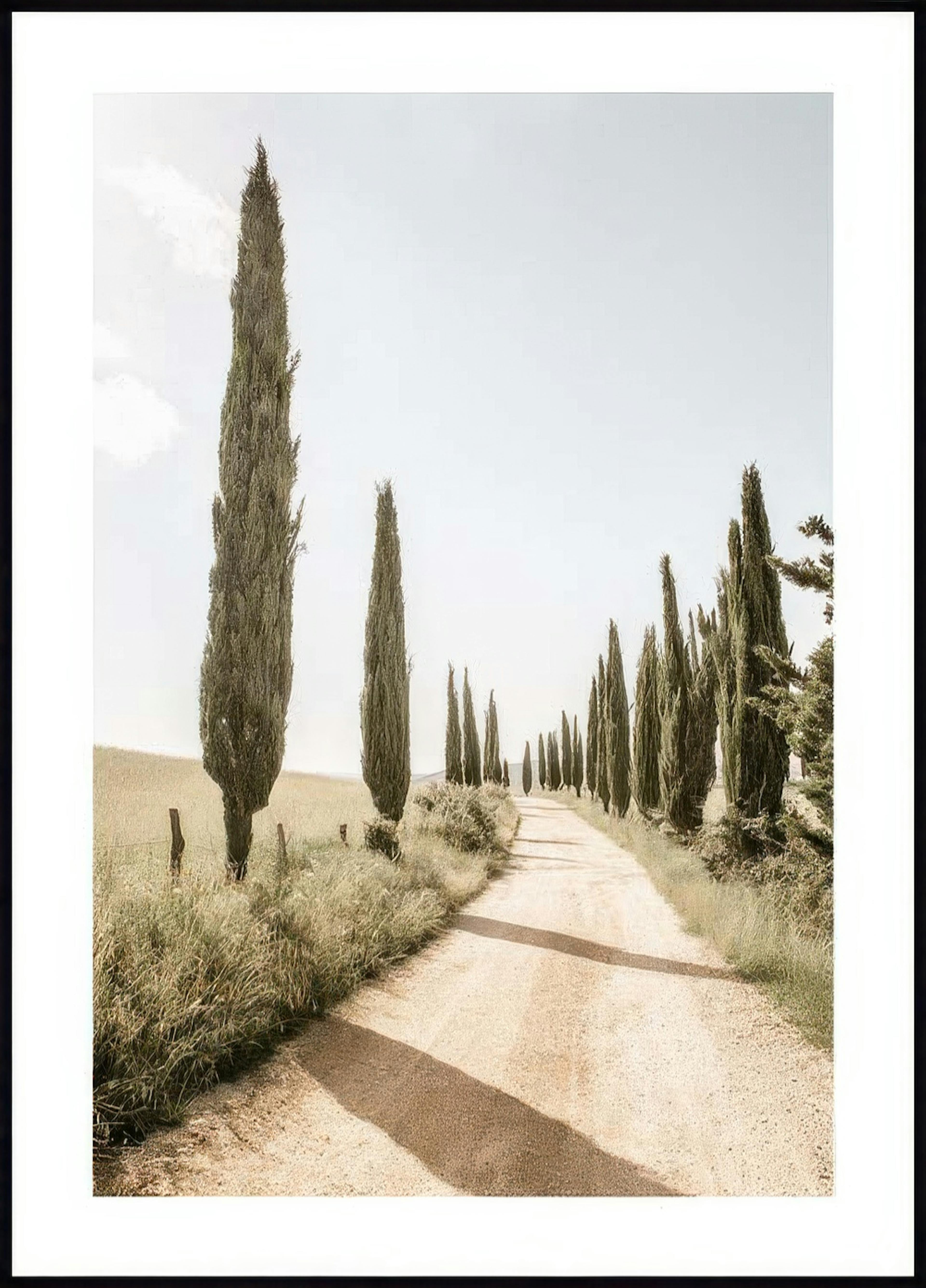 Cypress Tree Alley Poster 0