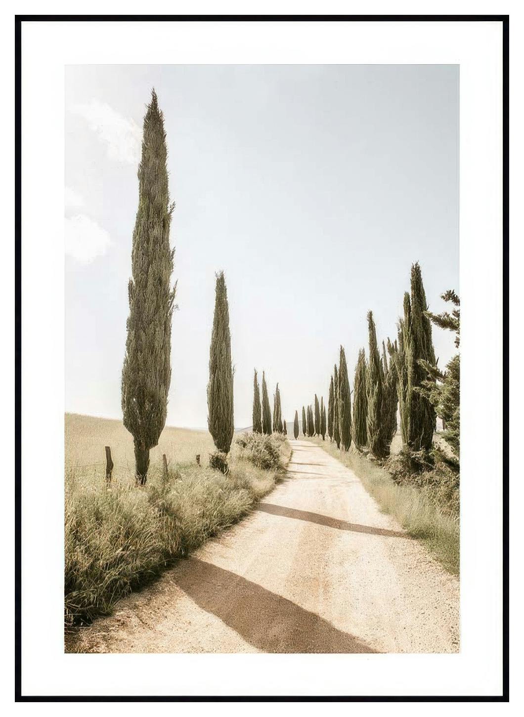 Cypress Tree Alley Plakat (30x40 cm) - Poster Store