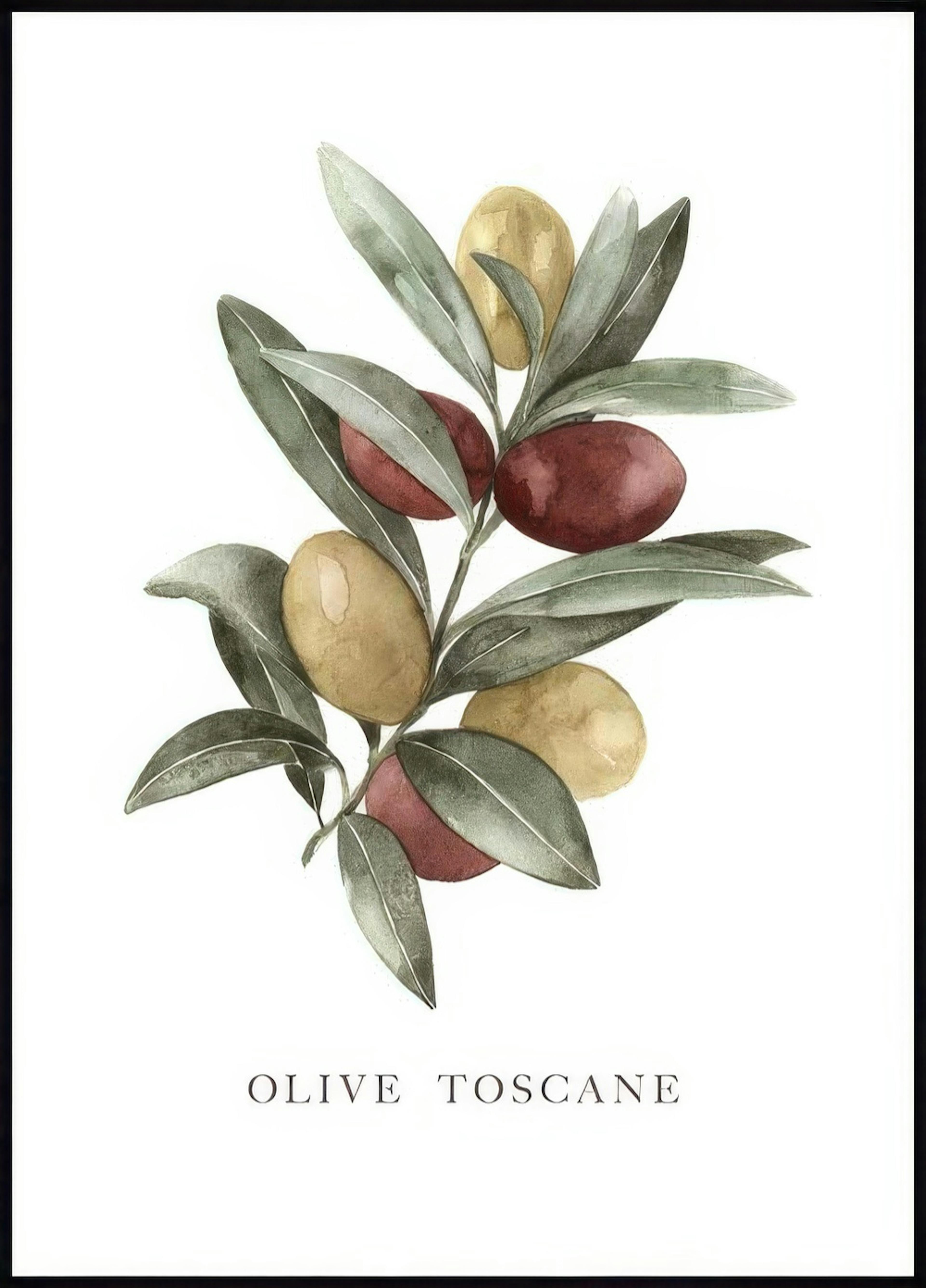 Olive Toscane Poster 0
