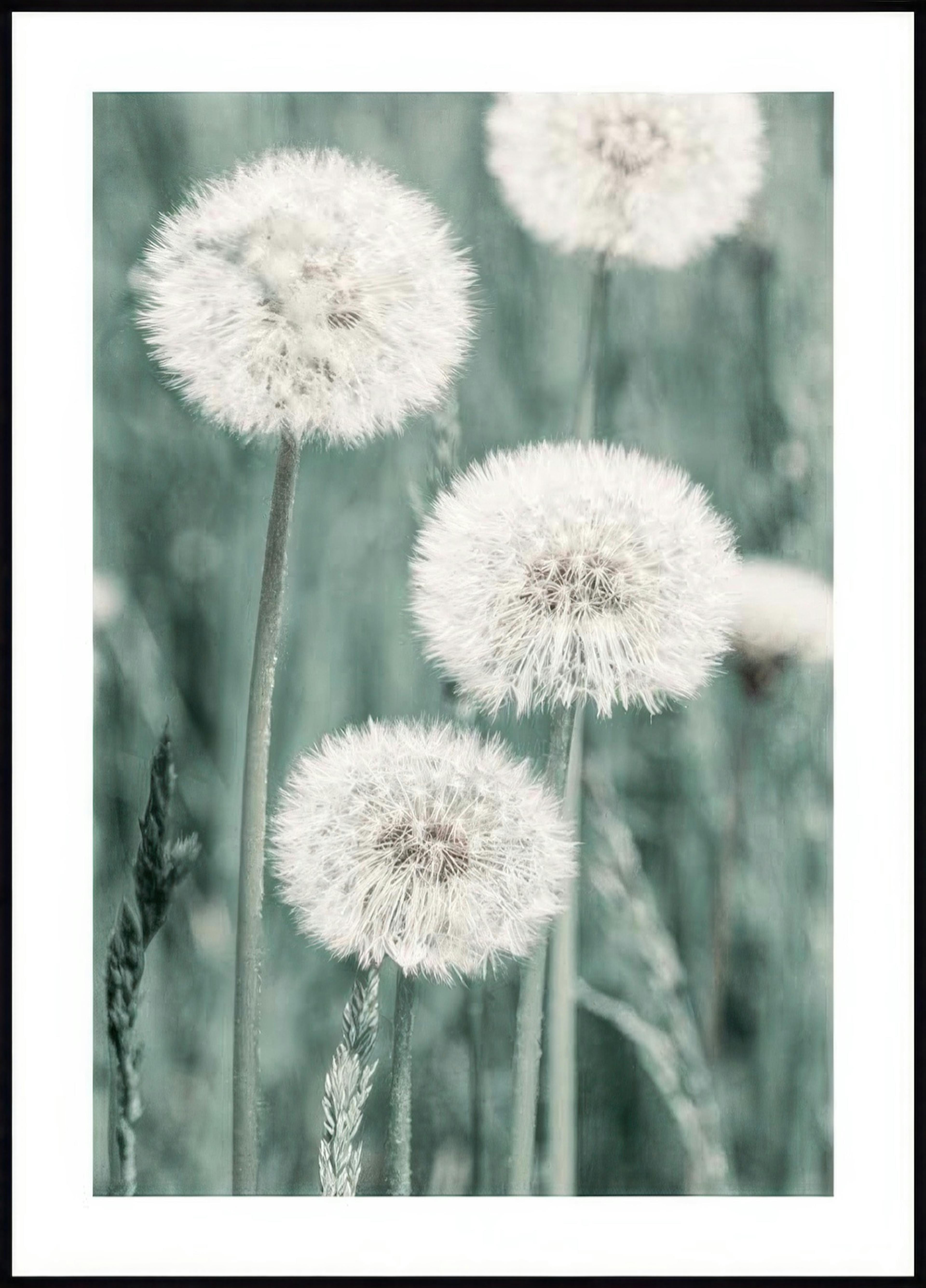 Dandelion Meadow Poster 0