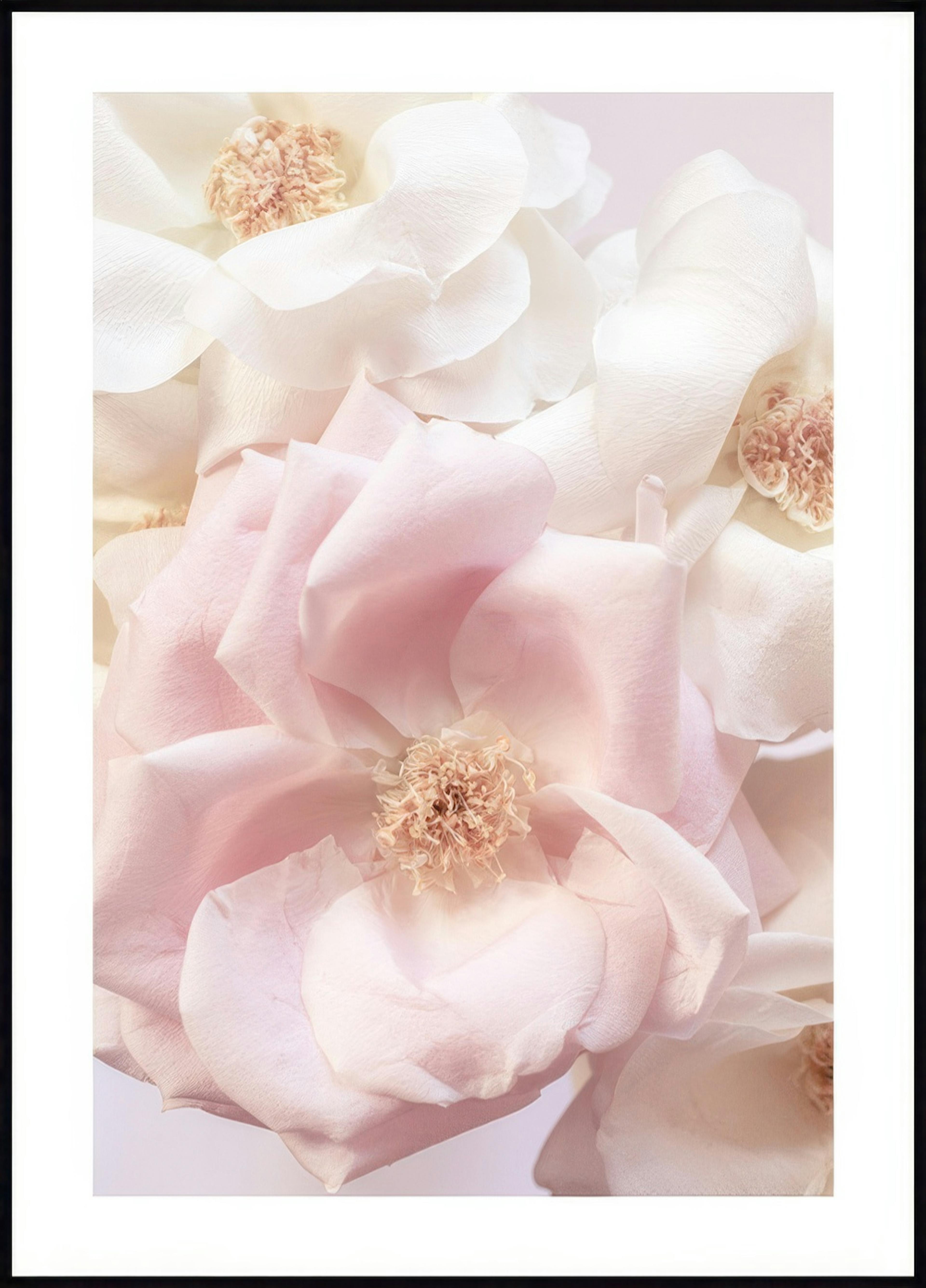 Soft Pink Rose Poster 0