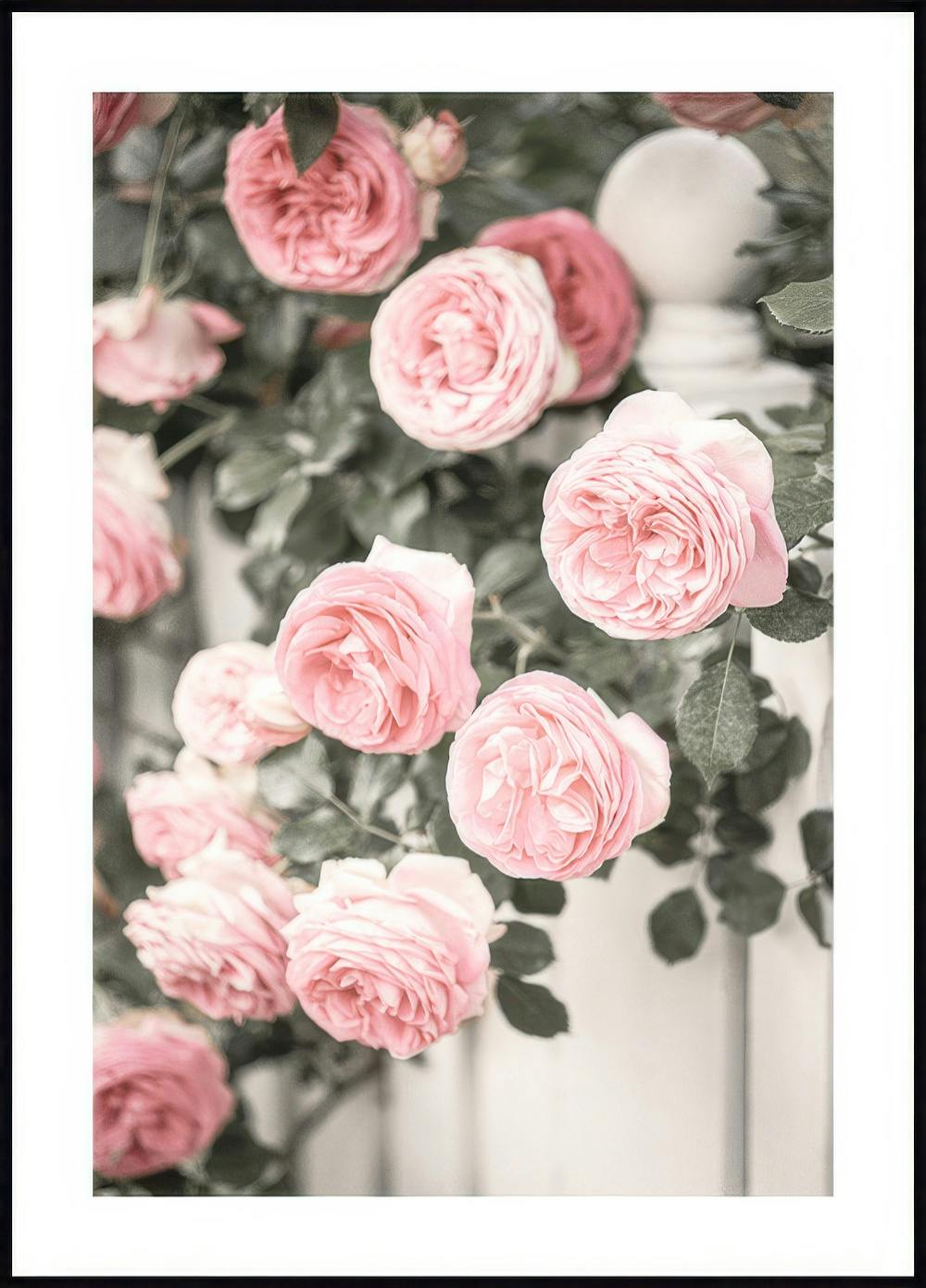 Affiche de roses de jardin 0