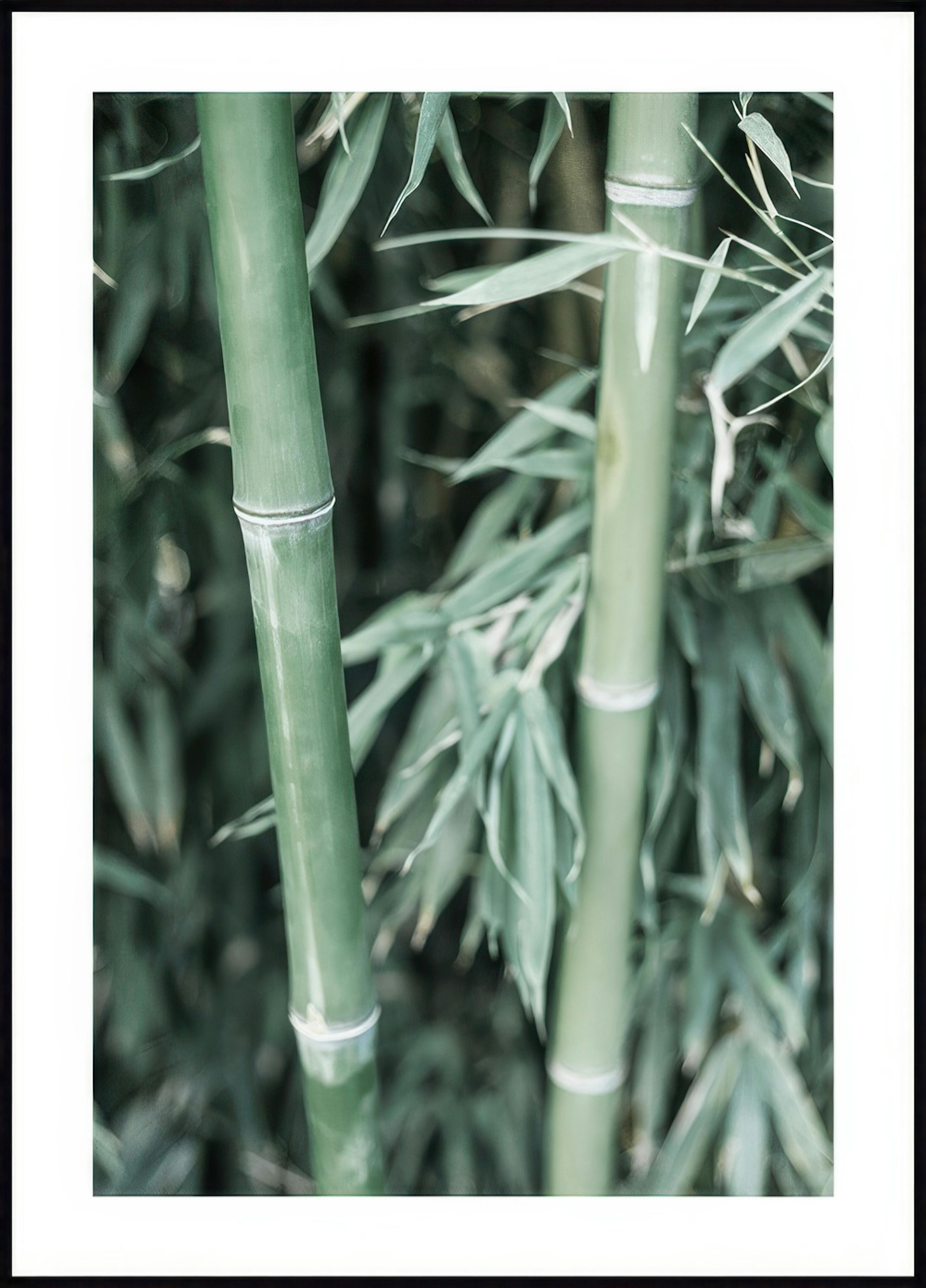 Green Bamboo Poster 0