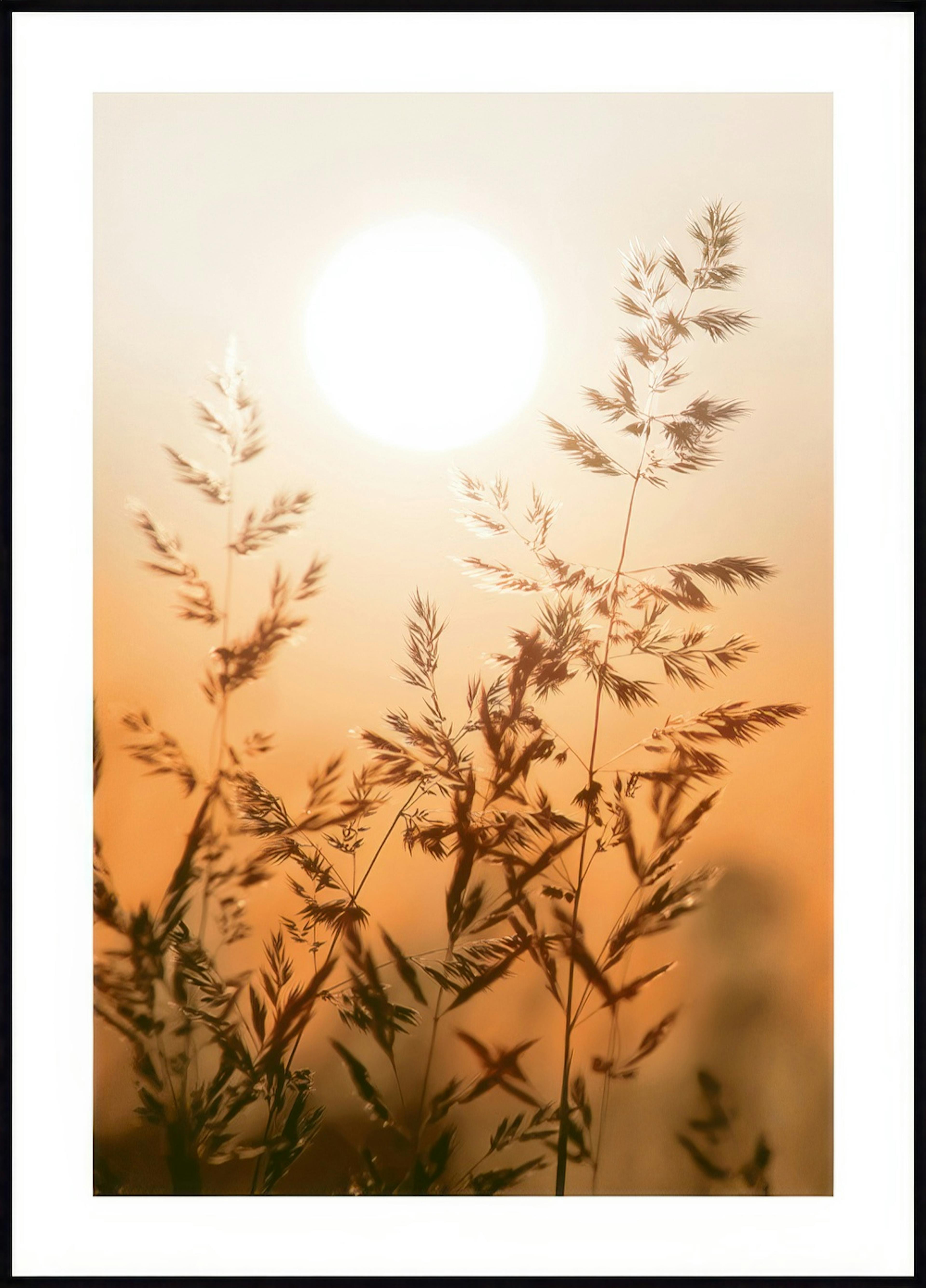 Sunset Grass Poster 0